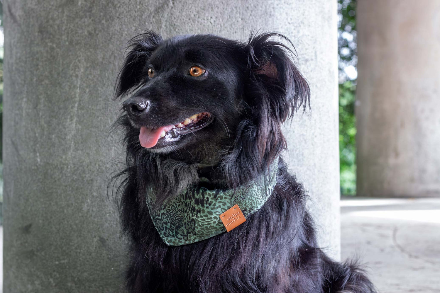 Un petit chien noir porte un bandana léopard vert et noir