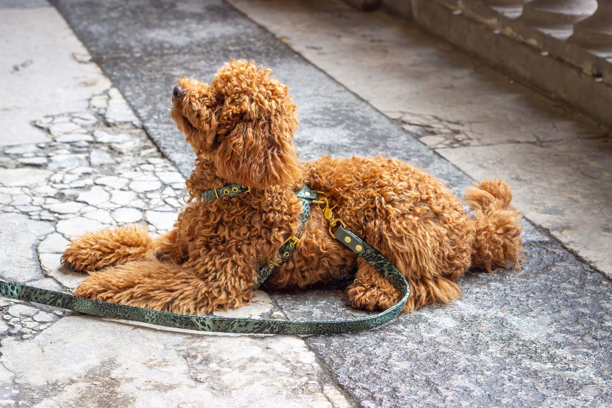 Laisse simple Bengale