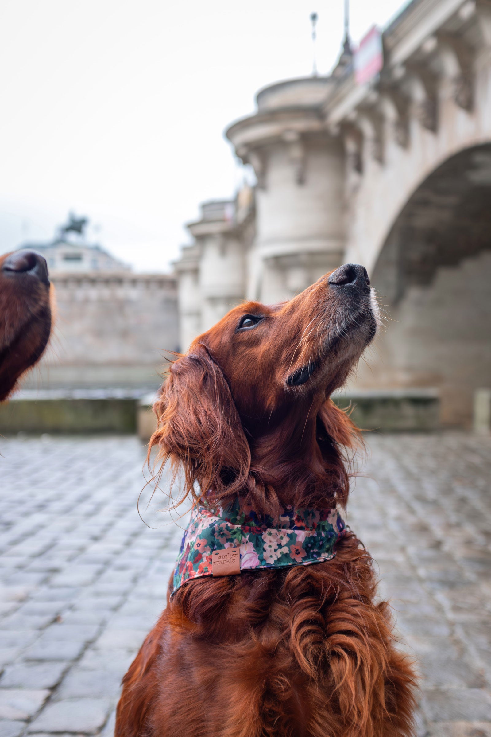 Un setter irlandais porte un bandana pour chien à fleurs sur les quais de Seine à Paris