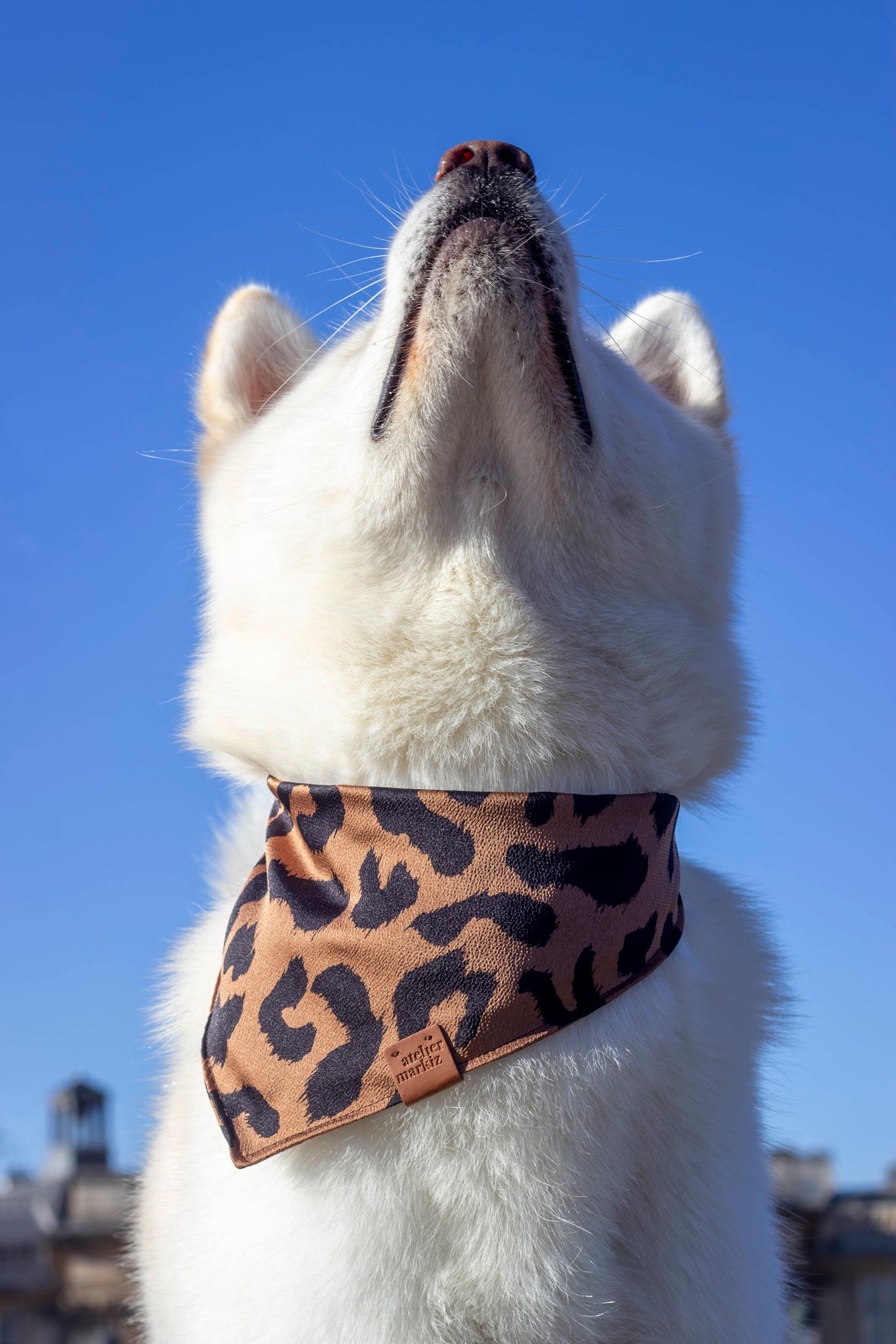 Bandana Wild