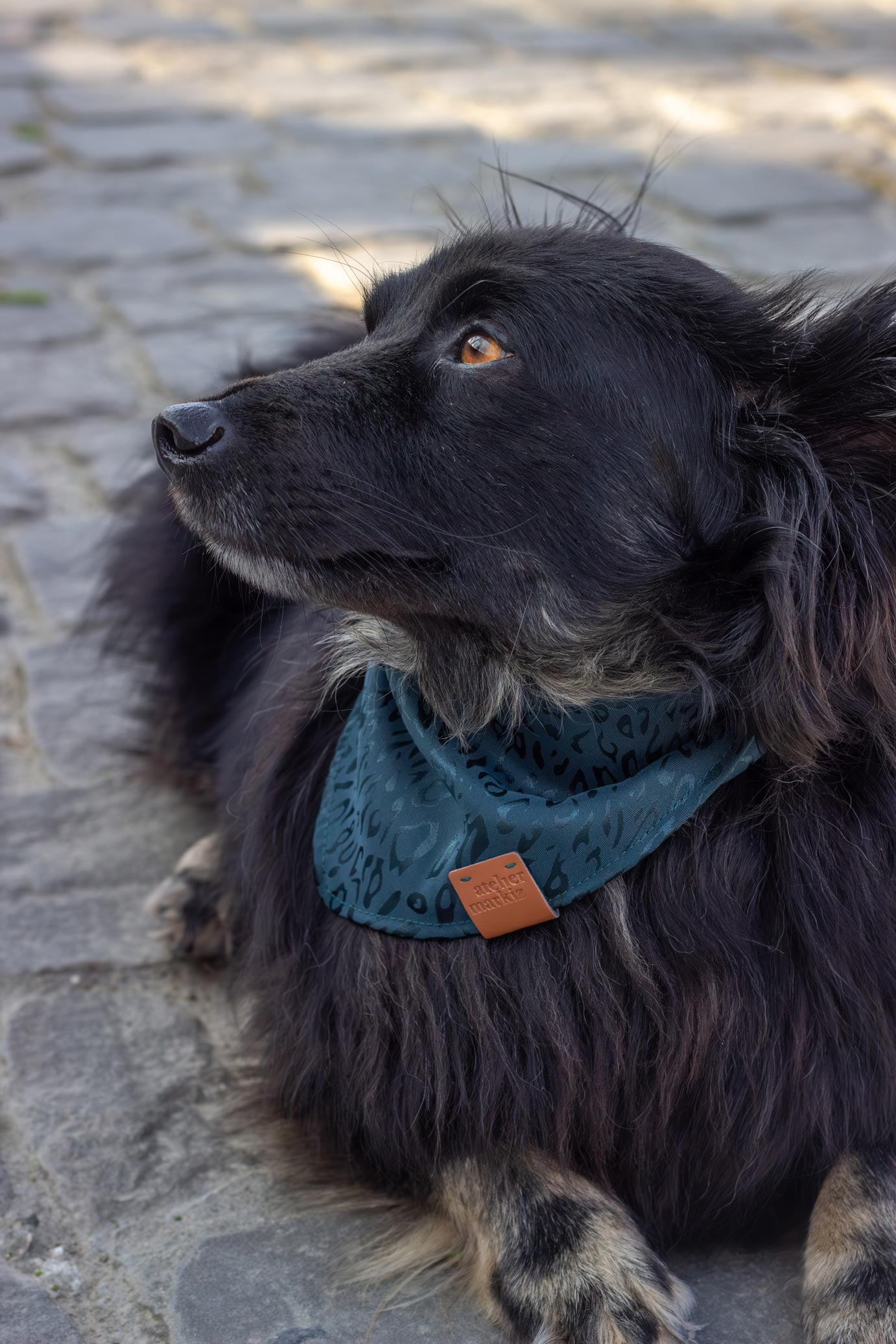 Un petit chien noir couché porte un bandana pour chien à motif léopard ton sur ton vert émeraude