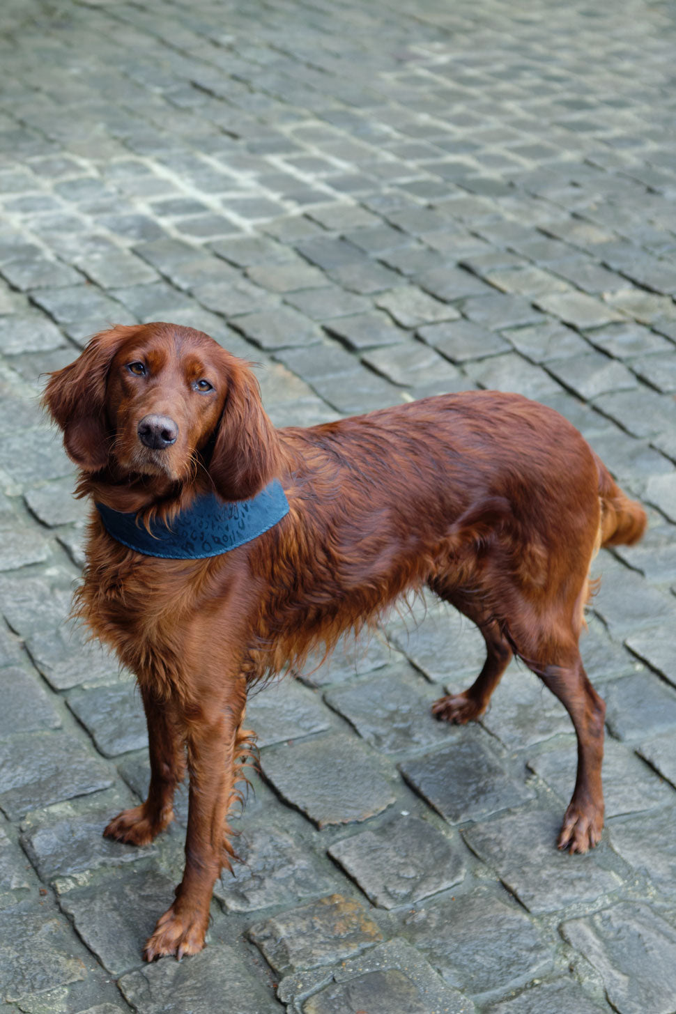 Un chien de race setter porte un bandana pour chien à motif léopard ton sur ton vert émeraude