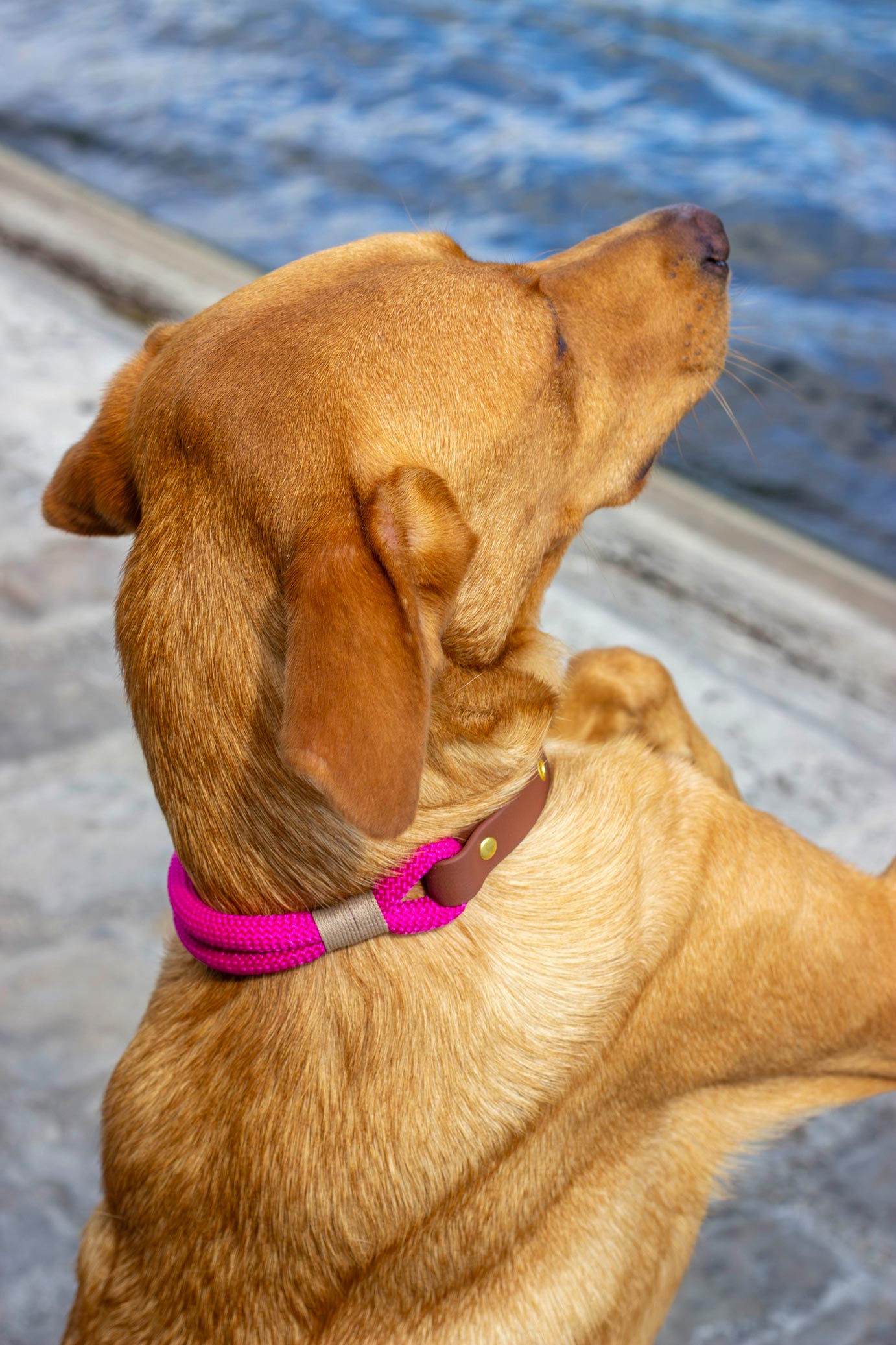 Collier Fuchsia
