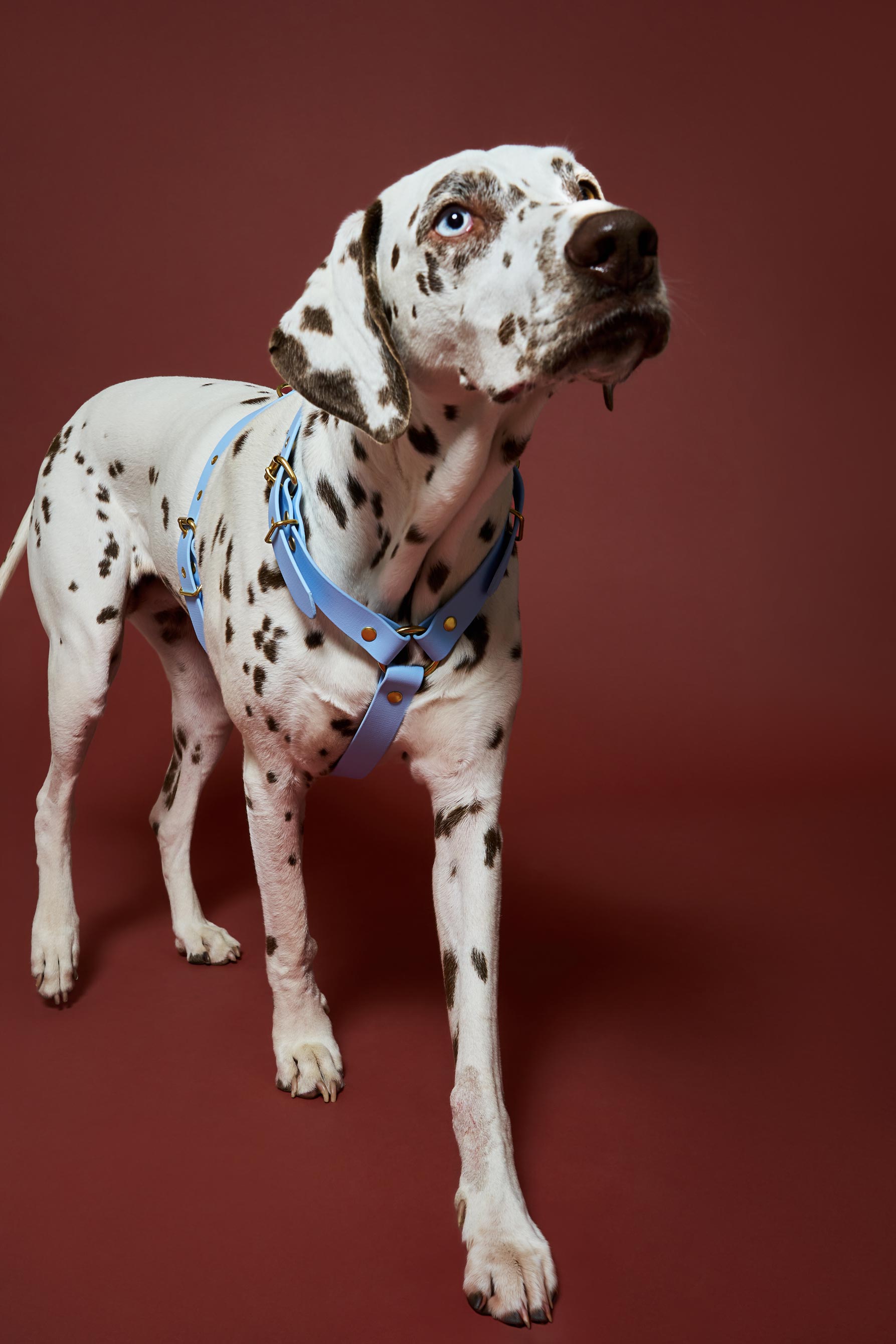 Harnais Bleu Polaire