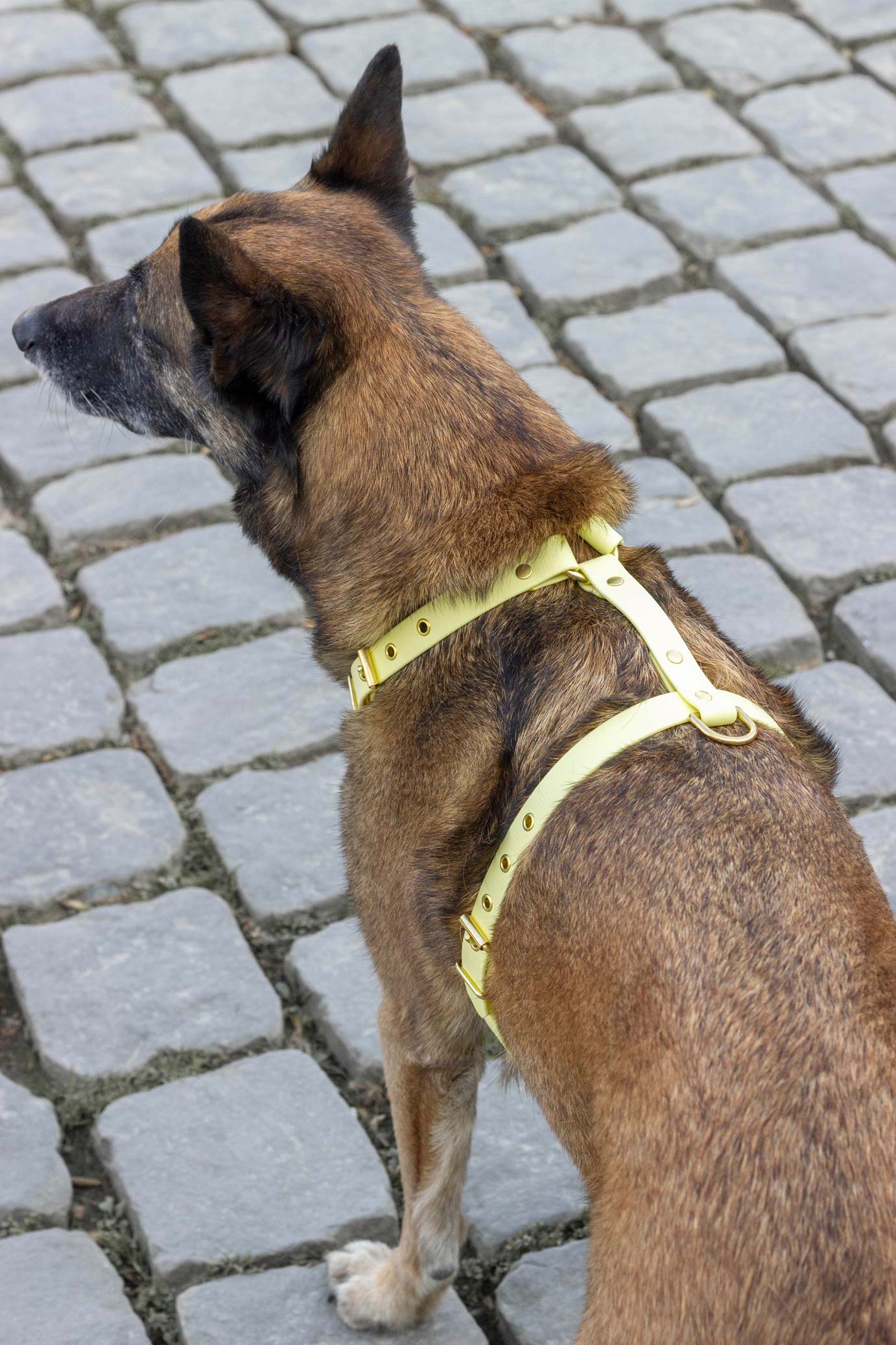 Harnais Jaune Pastel