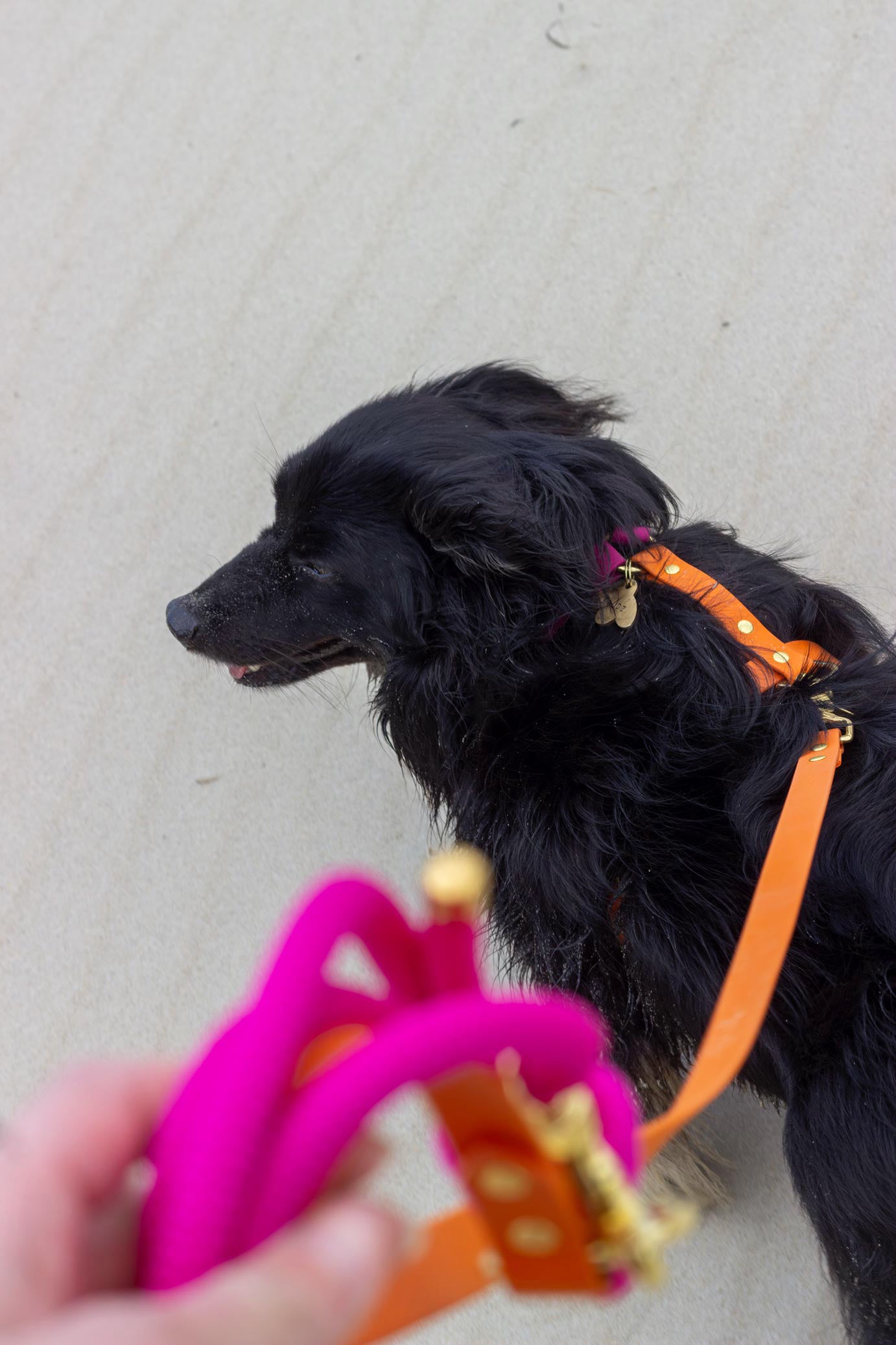 Laisse mains libres corde x Biothane Ibiza