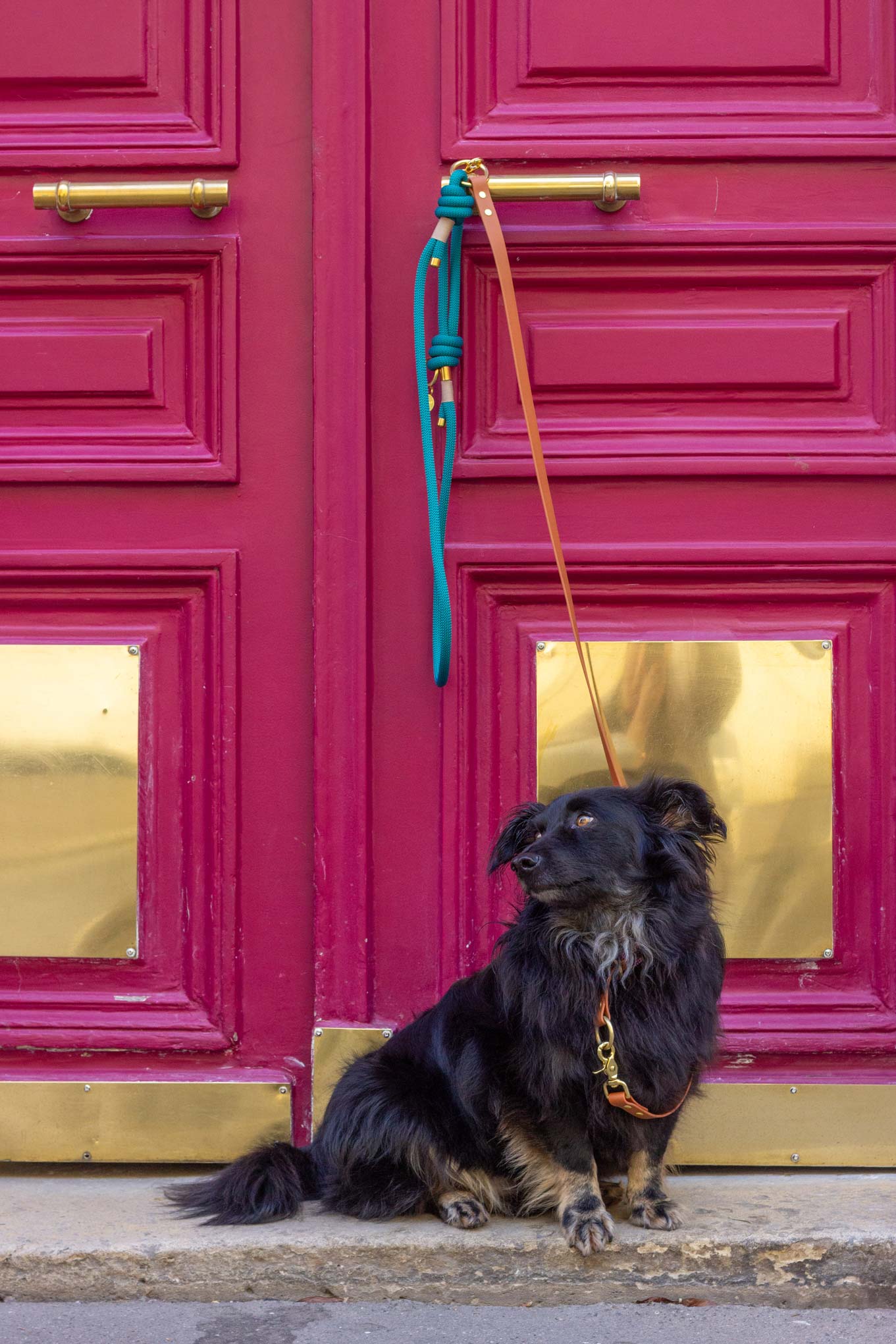 Laisse mains libres corde x Biothane Émeraude