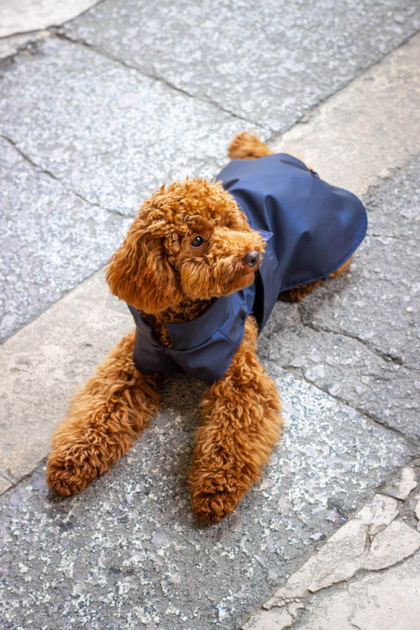 Imperméable Lord