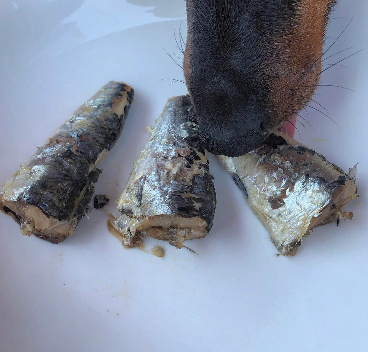 Conserve de sardines