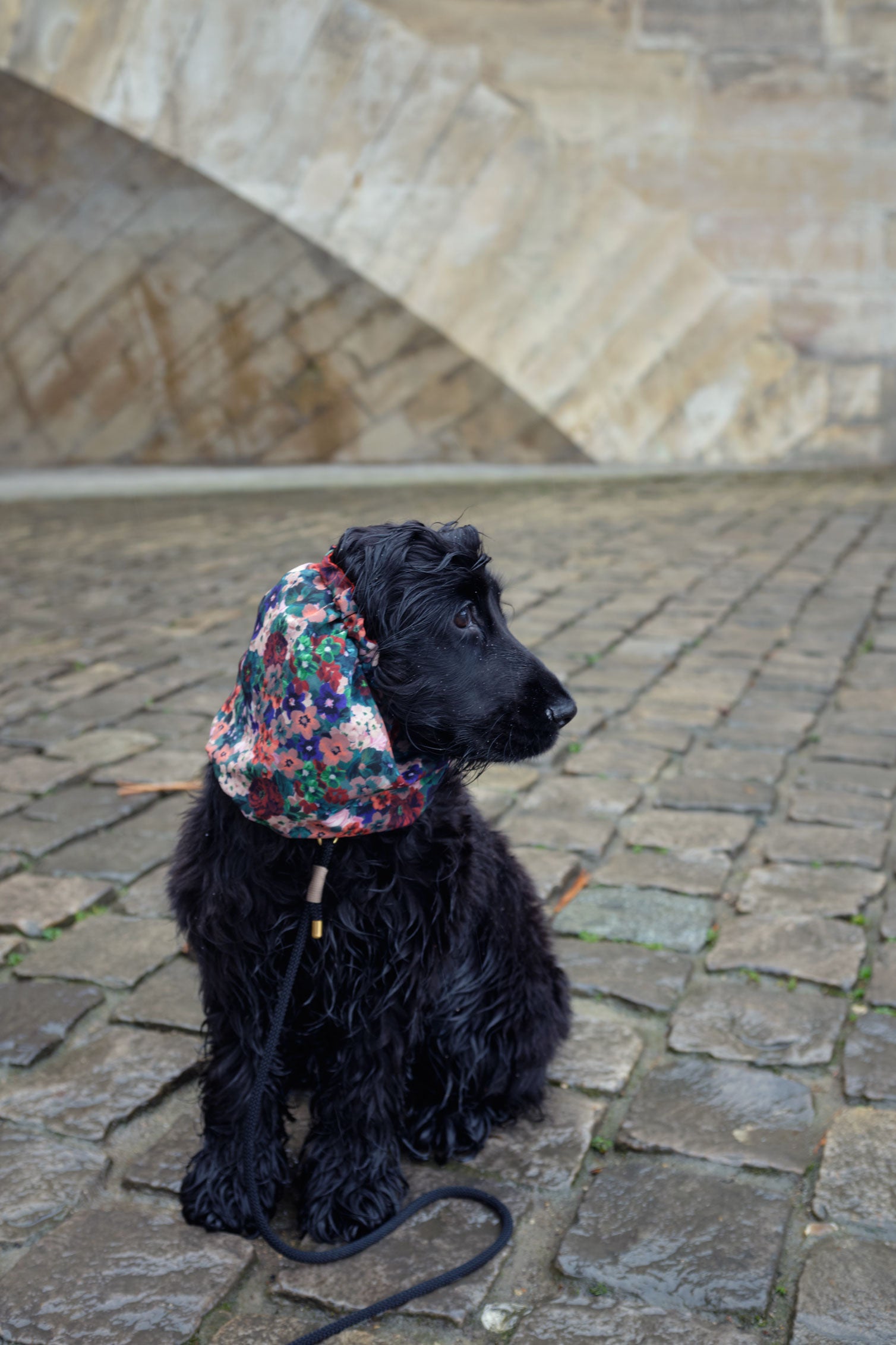 Une petite cocker noire pour un snood pour chien à fleurs