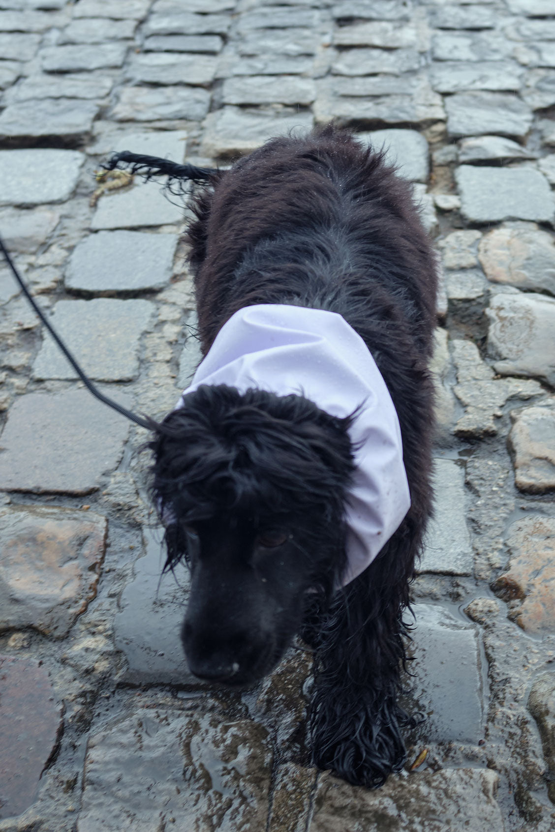 Un petit chien cocker porte un snood imperméable pour chien de couleur lilas