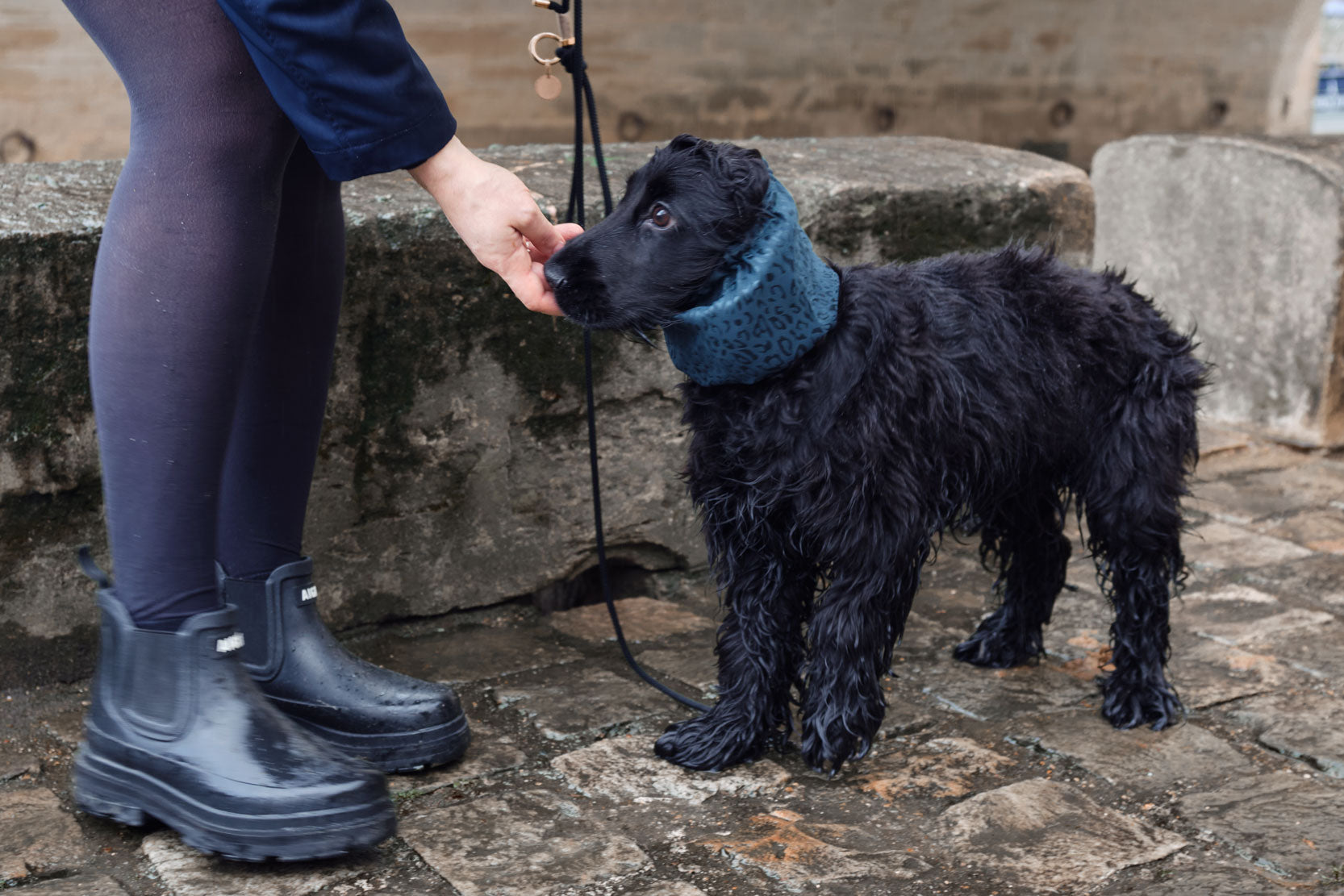 Une petite cocker noire porte un snood pour chien à motif léopard vert émeraude sur les quais de Seine à Paris