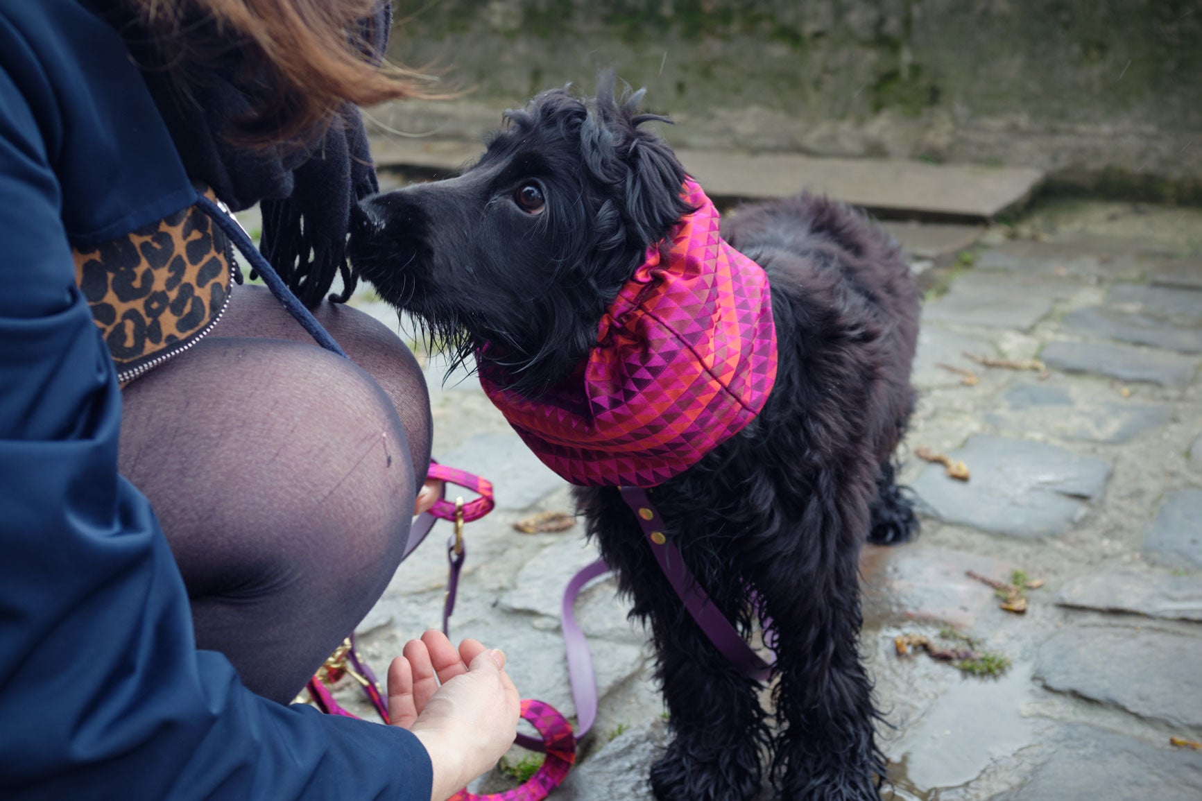 Une petite cocker noire porte un snood pour chien à motif géométrique rose et violet