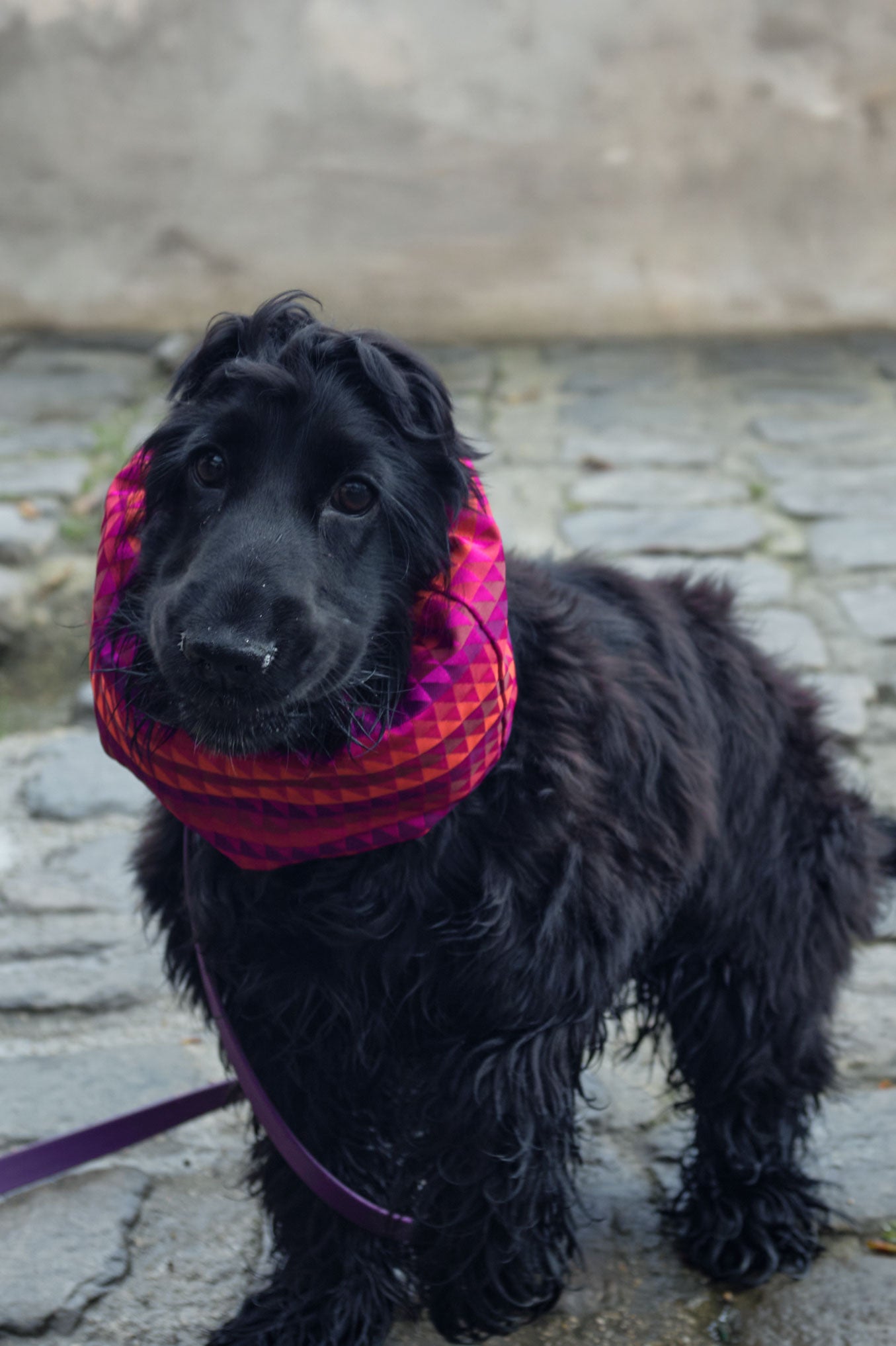 Une petite cocker noire porte un snood pour chien à motif géométrique rose et violet