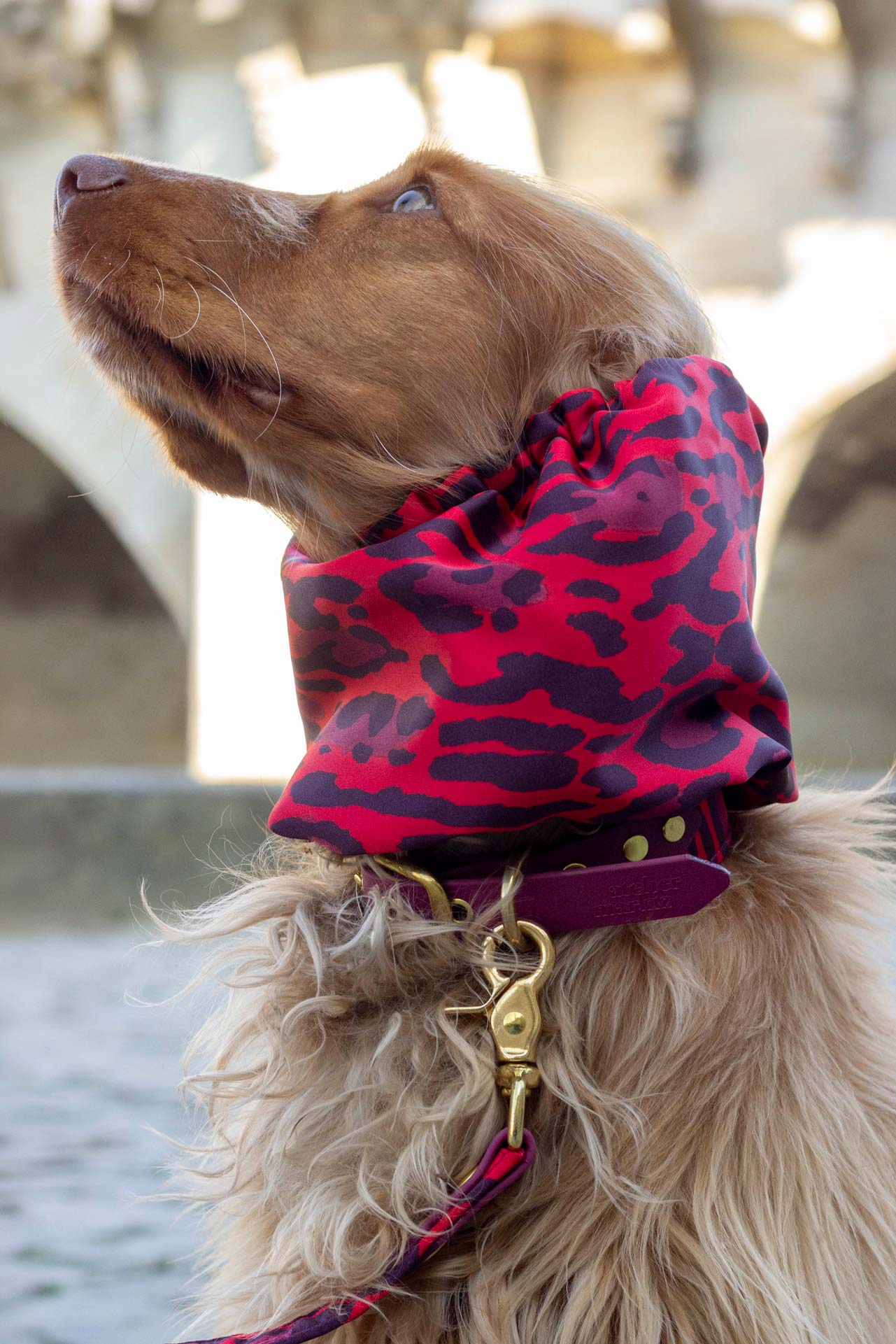 Snood Django