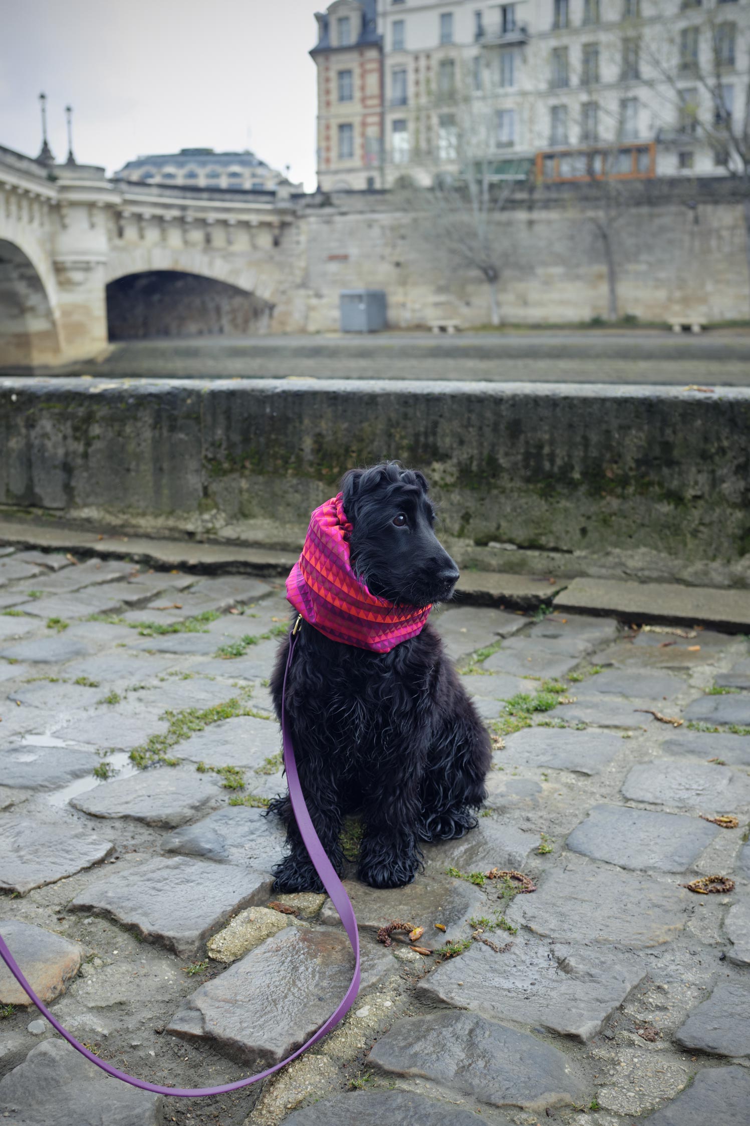 Une petite cocker noire porte un snood pour chien à motif géométrique rose et violet sur les quais de Seine à Paris