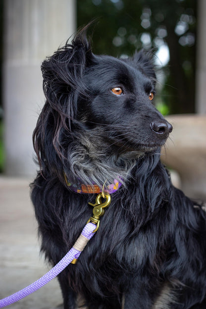 Lilac leash