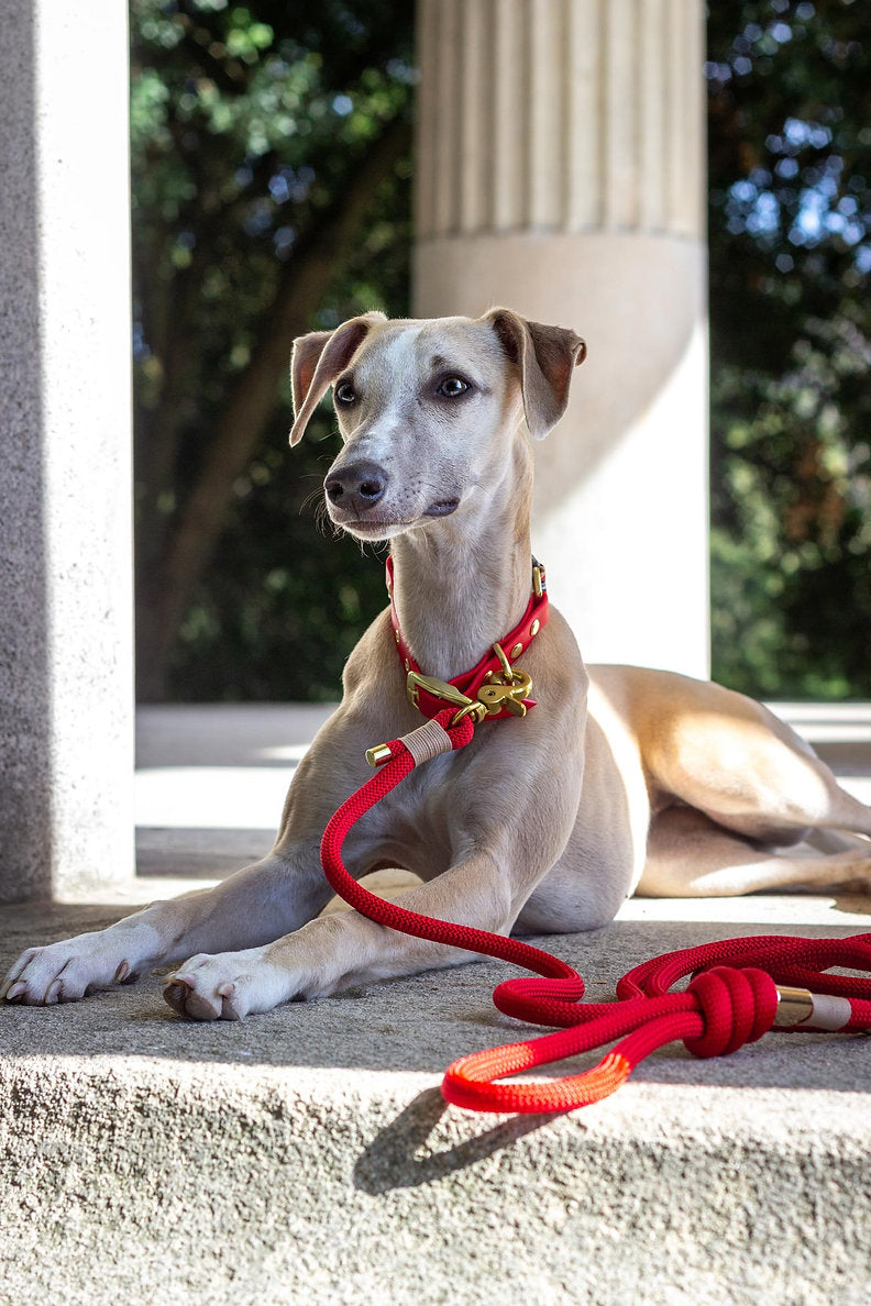 Red leash