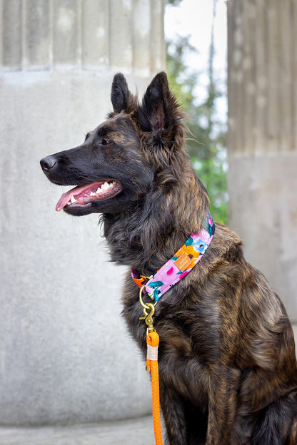 Orange leash