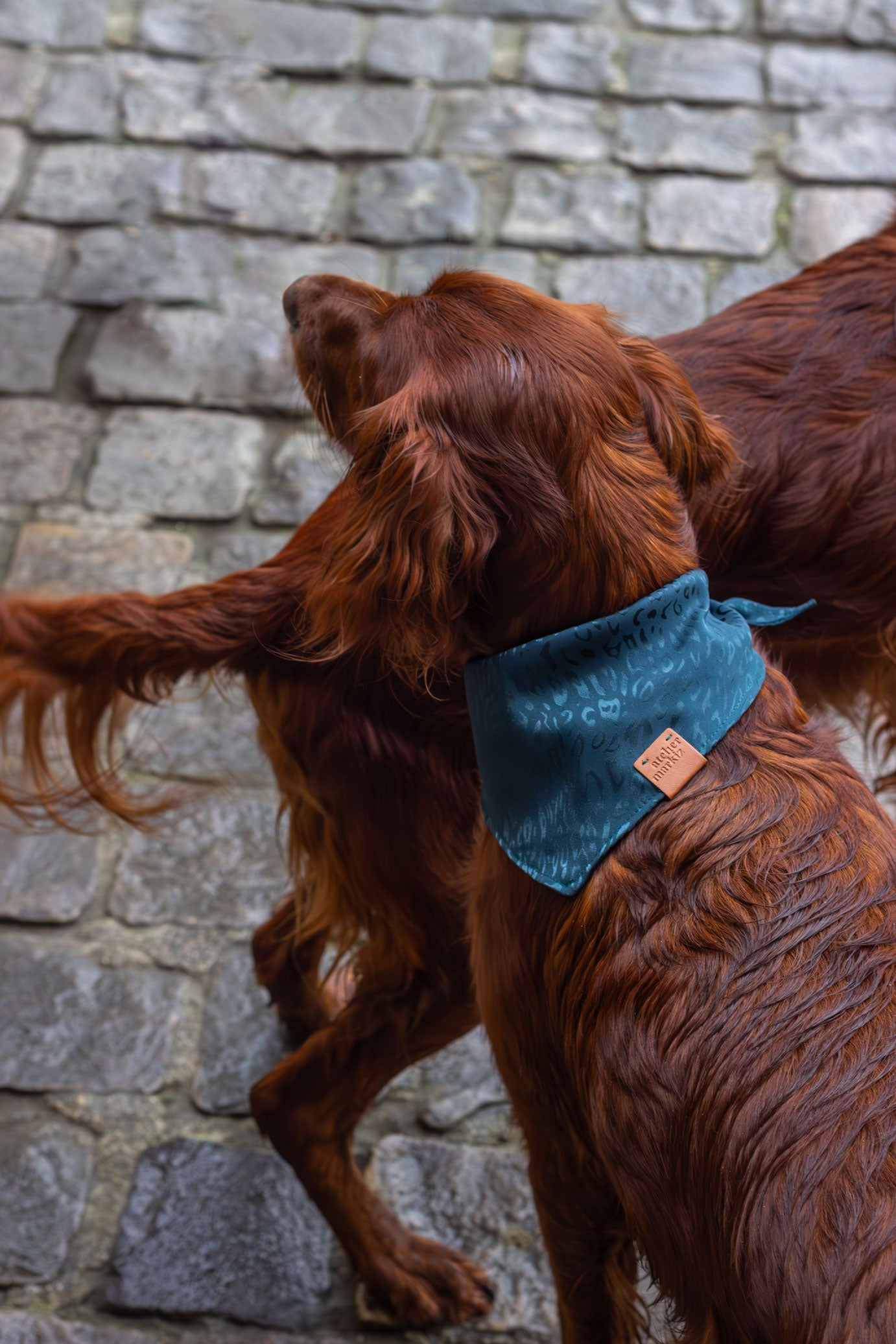 Un chien de race setter porte un bandana pour chien à motif léopard ton sur ton vert émeraude