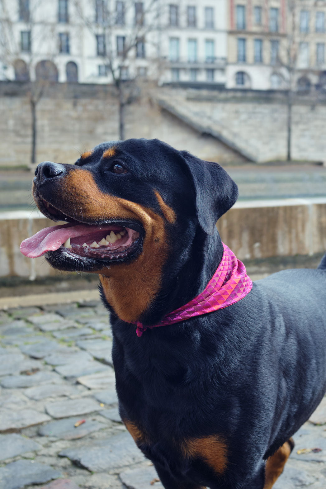 Bandana Rio