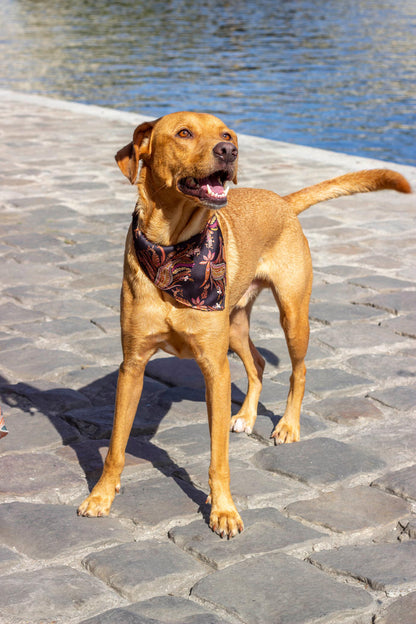 Bandana Kashmir