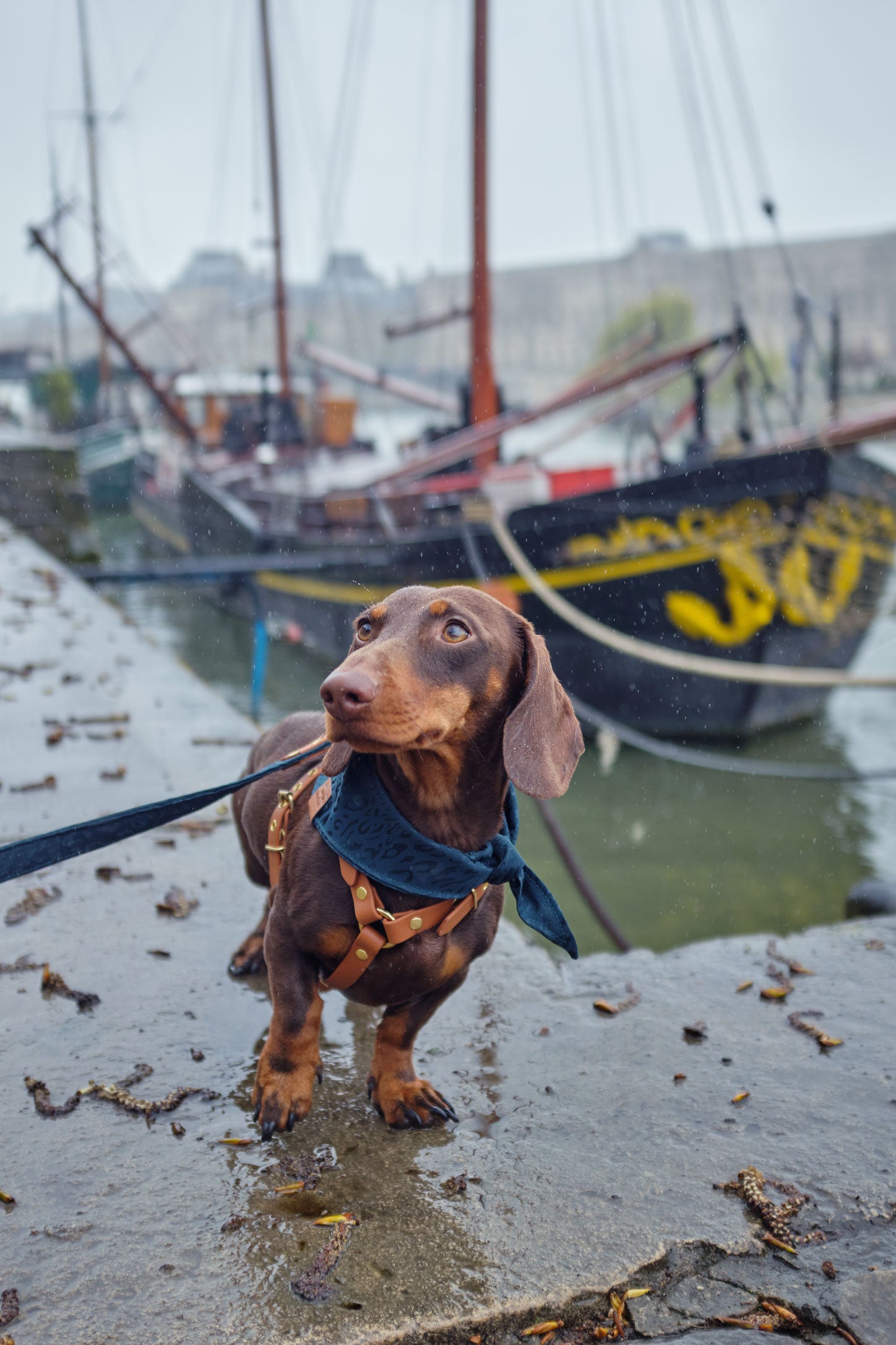 Un petit tecjel porte un bandana pour chien à motif léopard ton sur ton vert émeraude sur les quais de Seine un jour de pluie