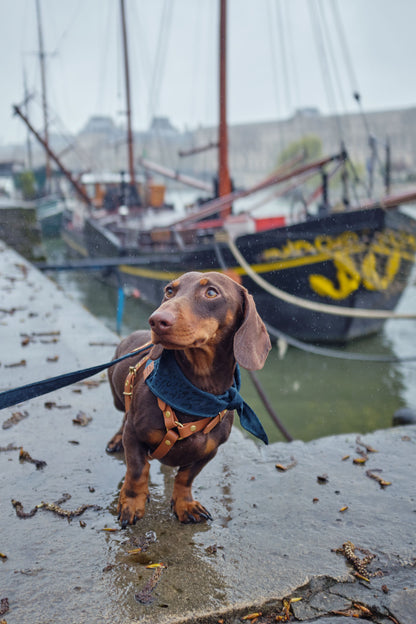 Un petit tecjel porte un bandana pour chien à motif léopard ton sur ton vert émeraude sur les quais de Seine un jour de pluie