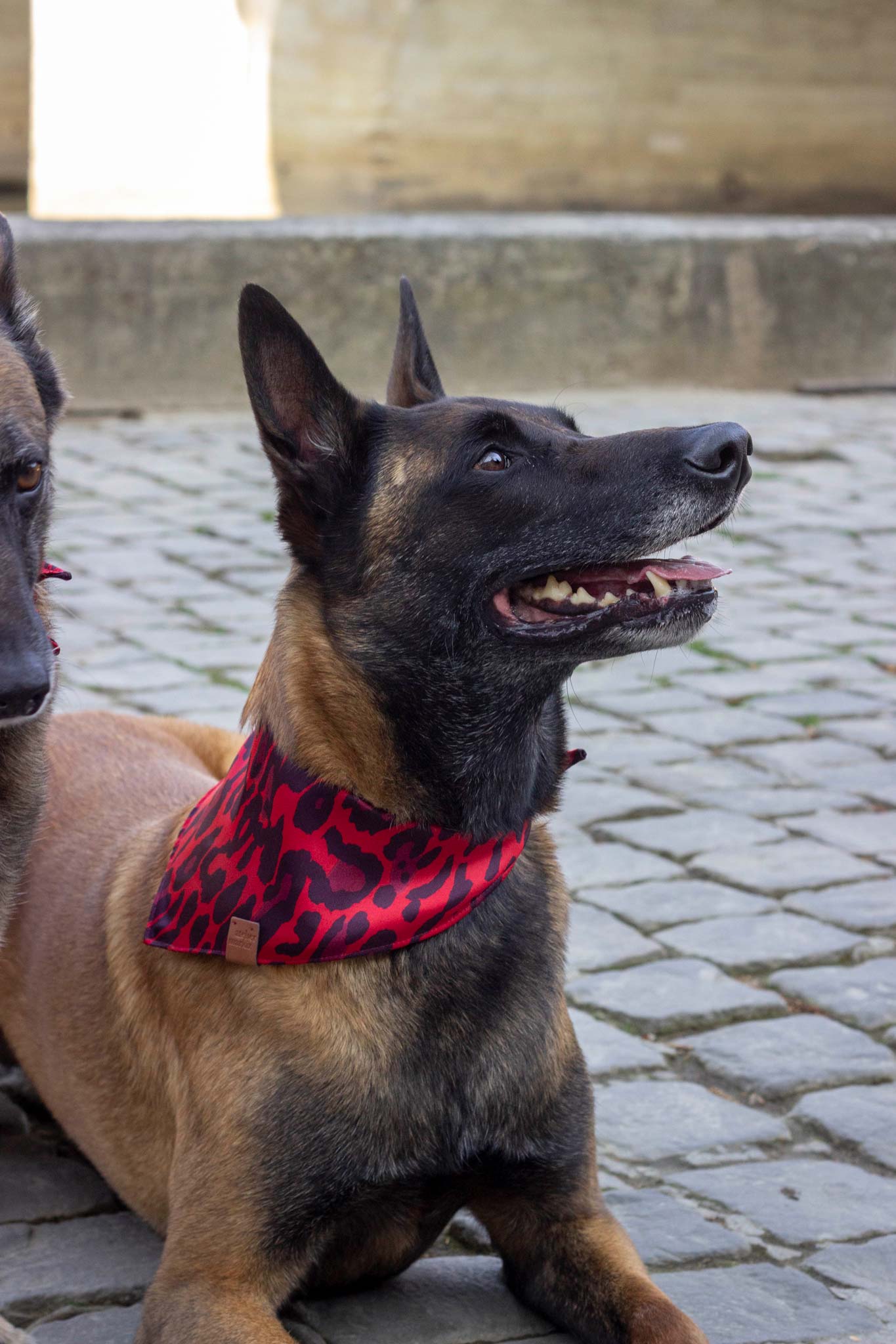 Bandana Django