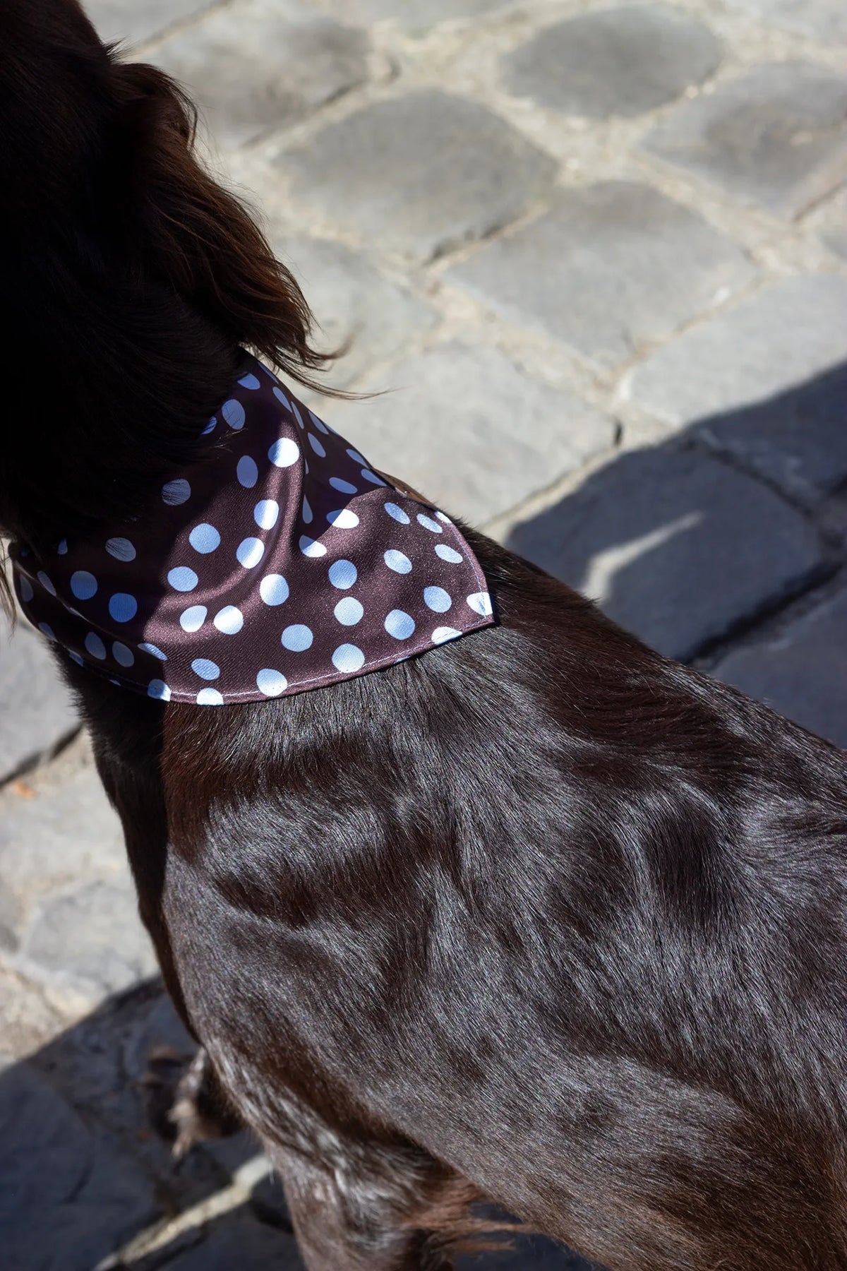 Bandana Bowie