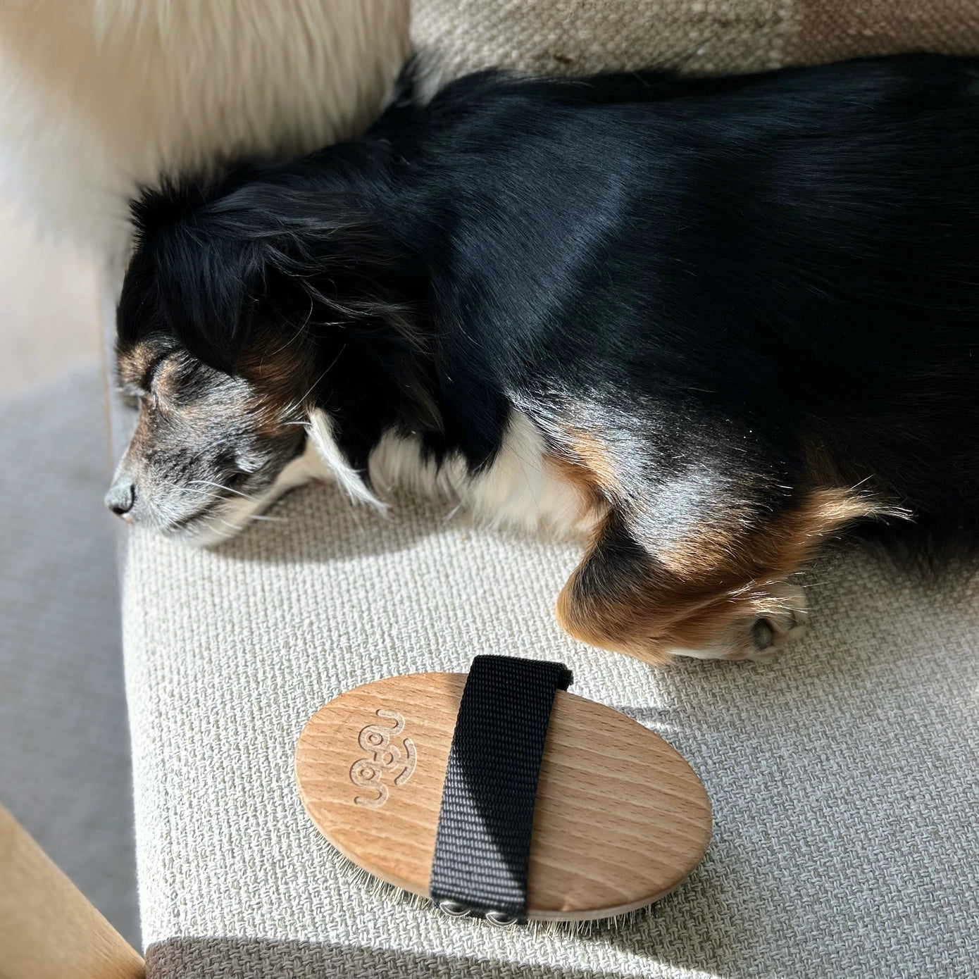 Brosse pour poils courts