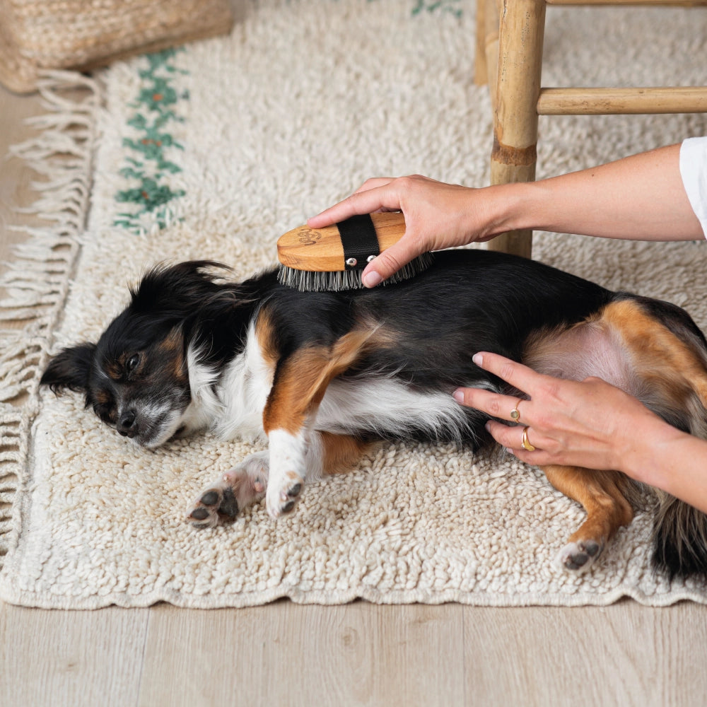 Brosse pour poils courts