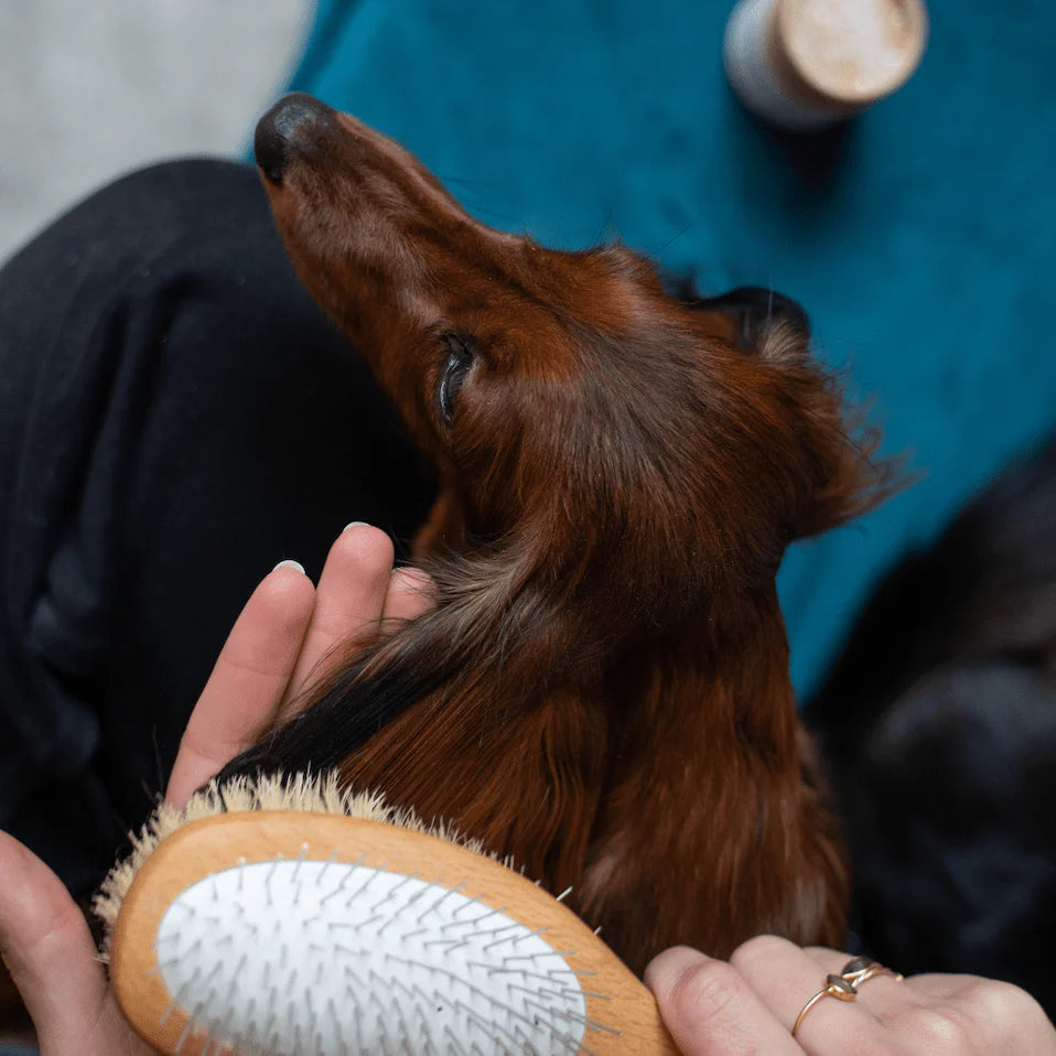 Brosse pour poils longs et mi-longs