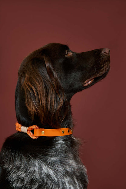 Collier Tangerine