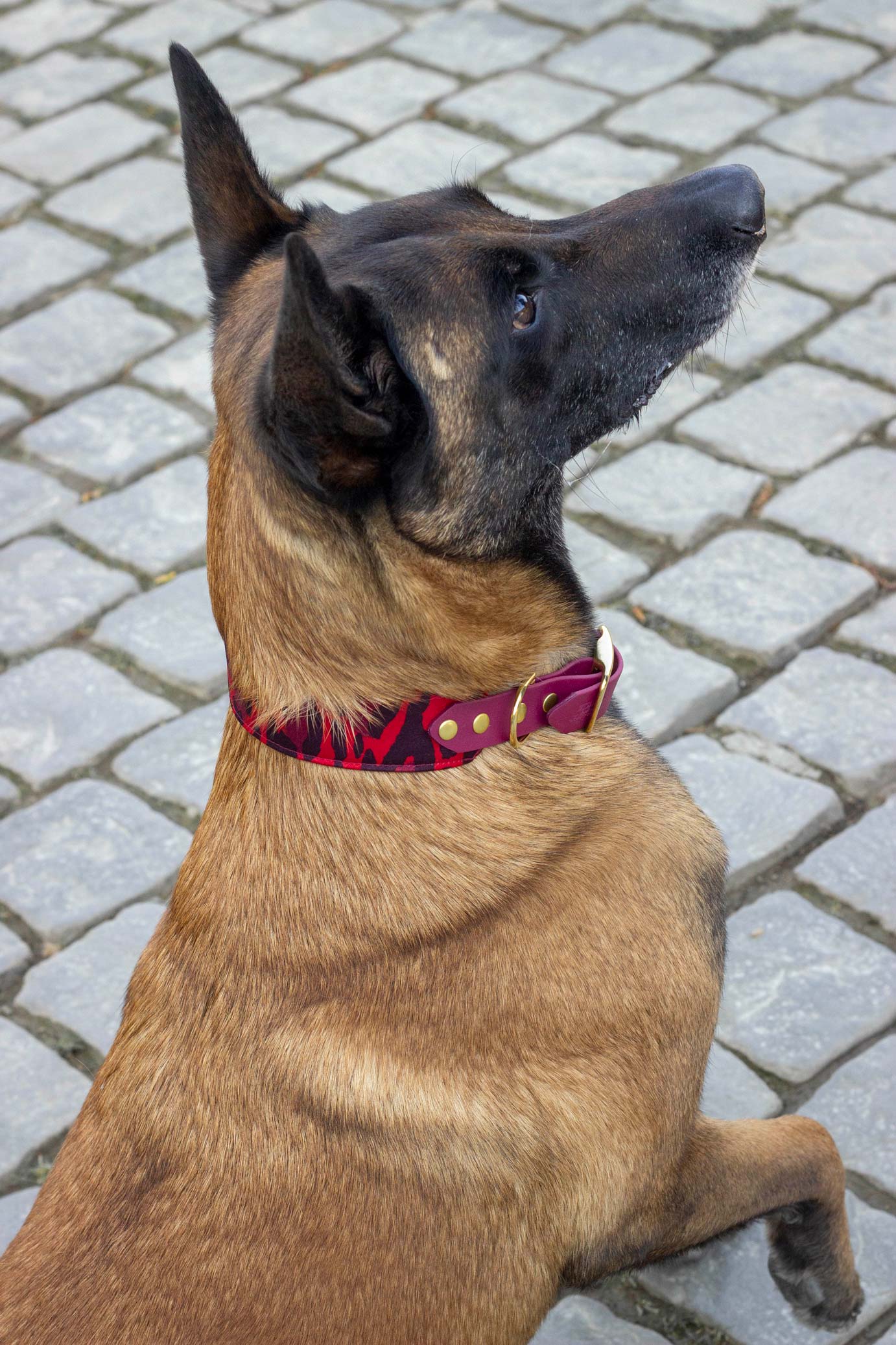 Collier Django