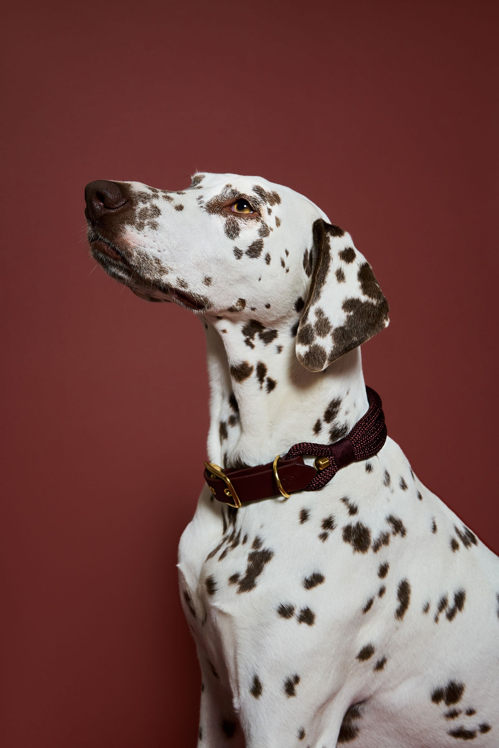 Collier Saddle