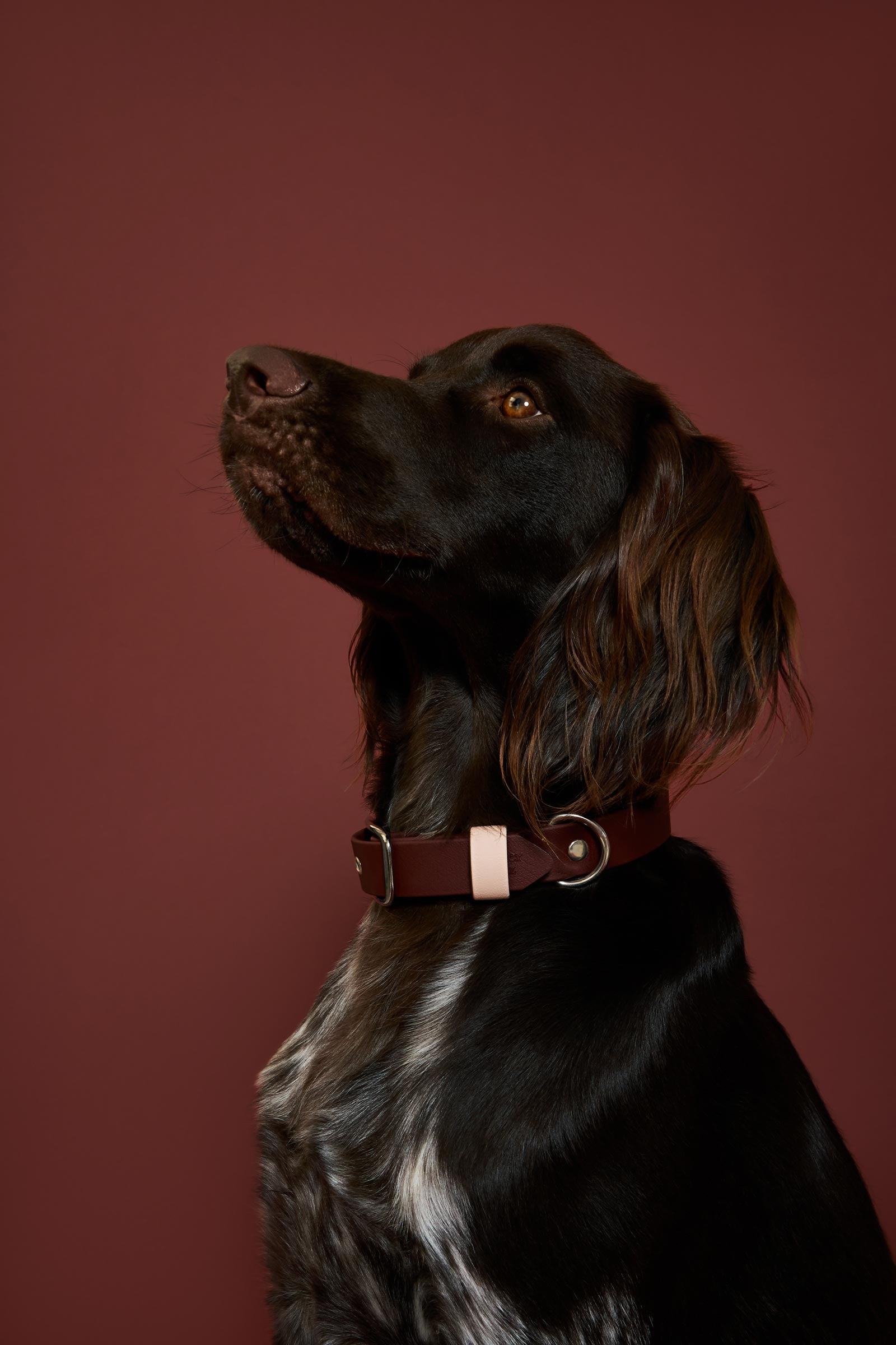 Collier imperméable Saddle
