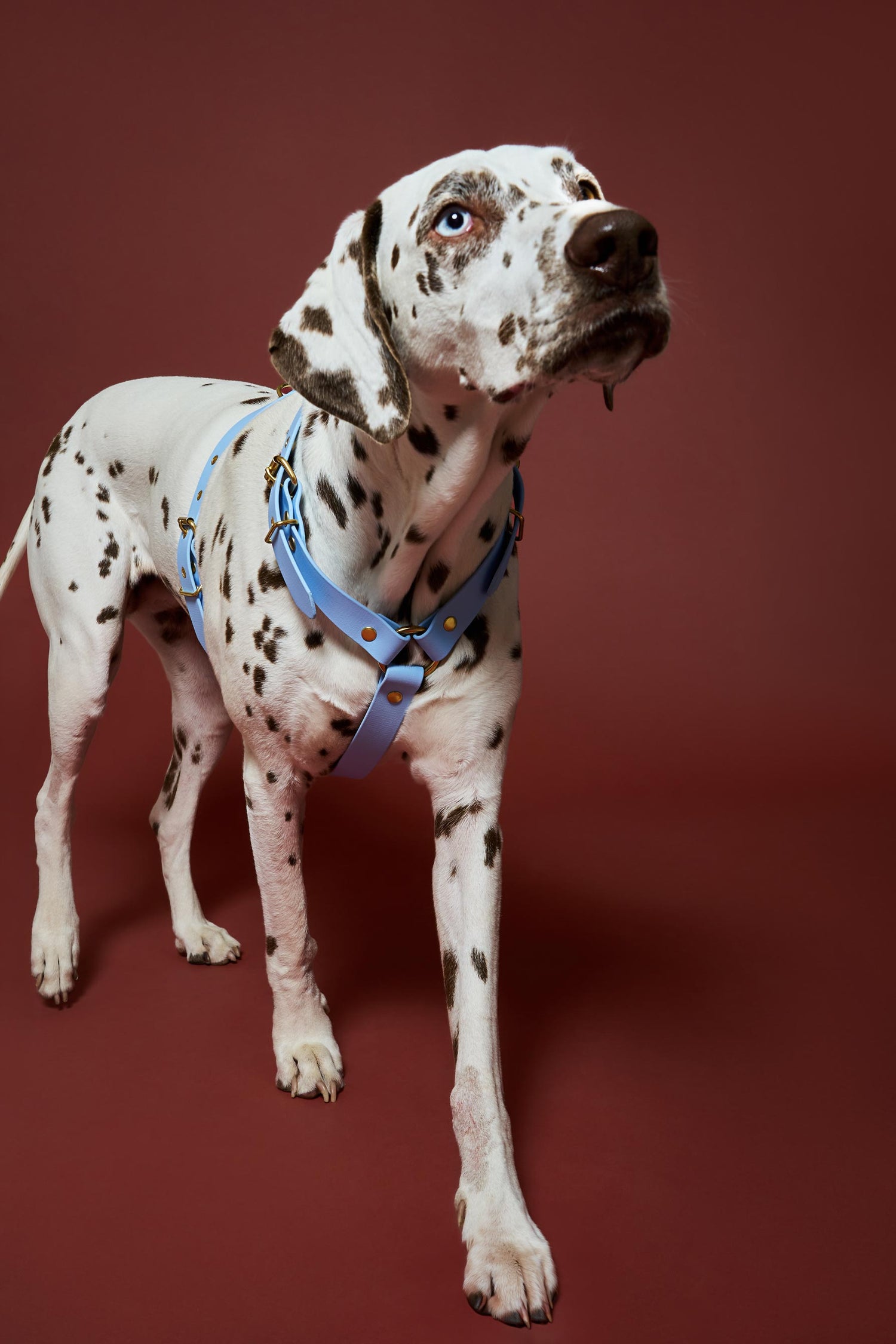 Harnais Bleu Polaire