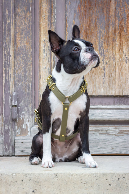 Petit chien noir et blanc portant un harnais en Biothane kaki avec boucles dorées, parfait pour un ajustement sécurisé et chic.