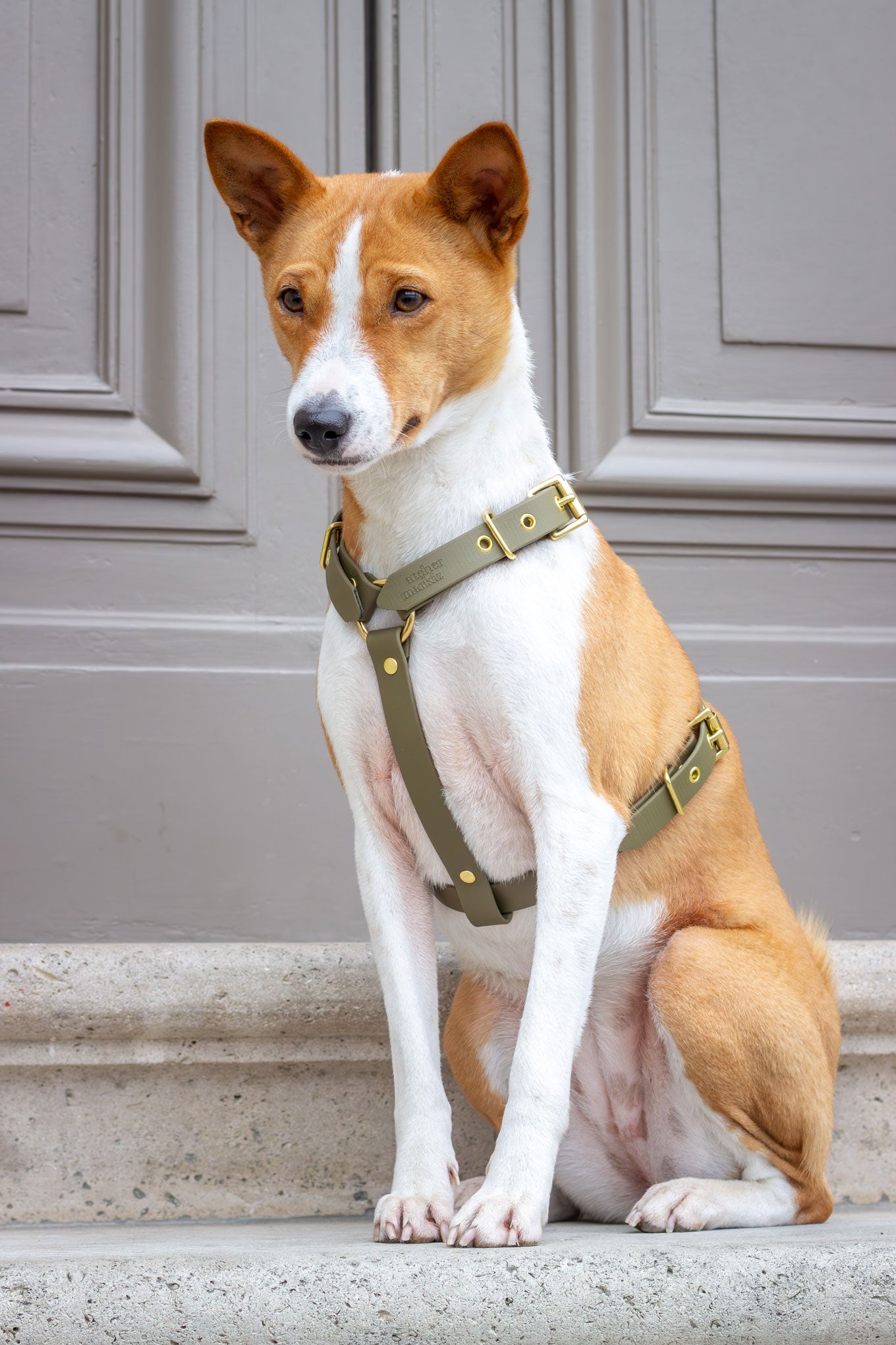 Chien assis portant un harnais en Biothane kaki avec boucles dorées, offrant confort et style pour les sorties.