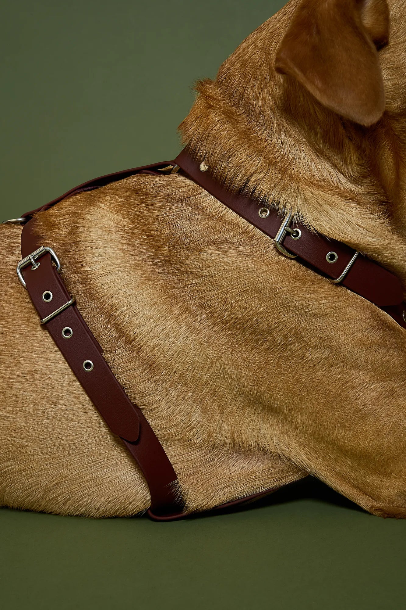 Harnais Saddle