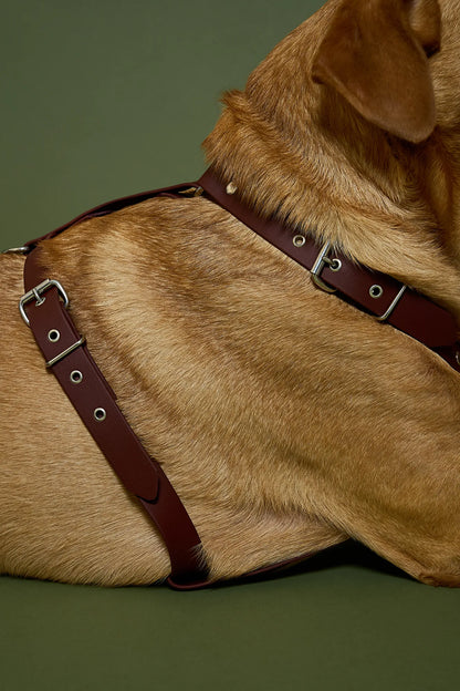 Harnais Saddle