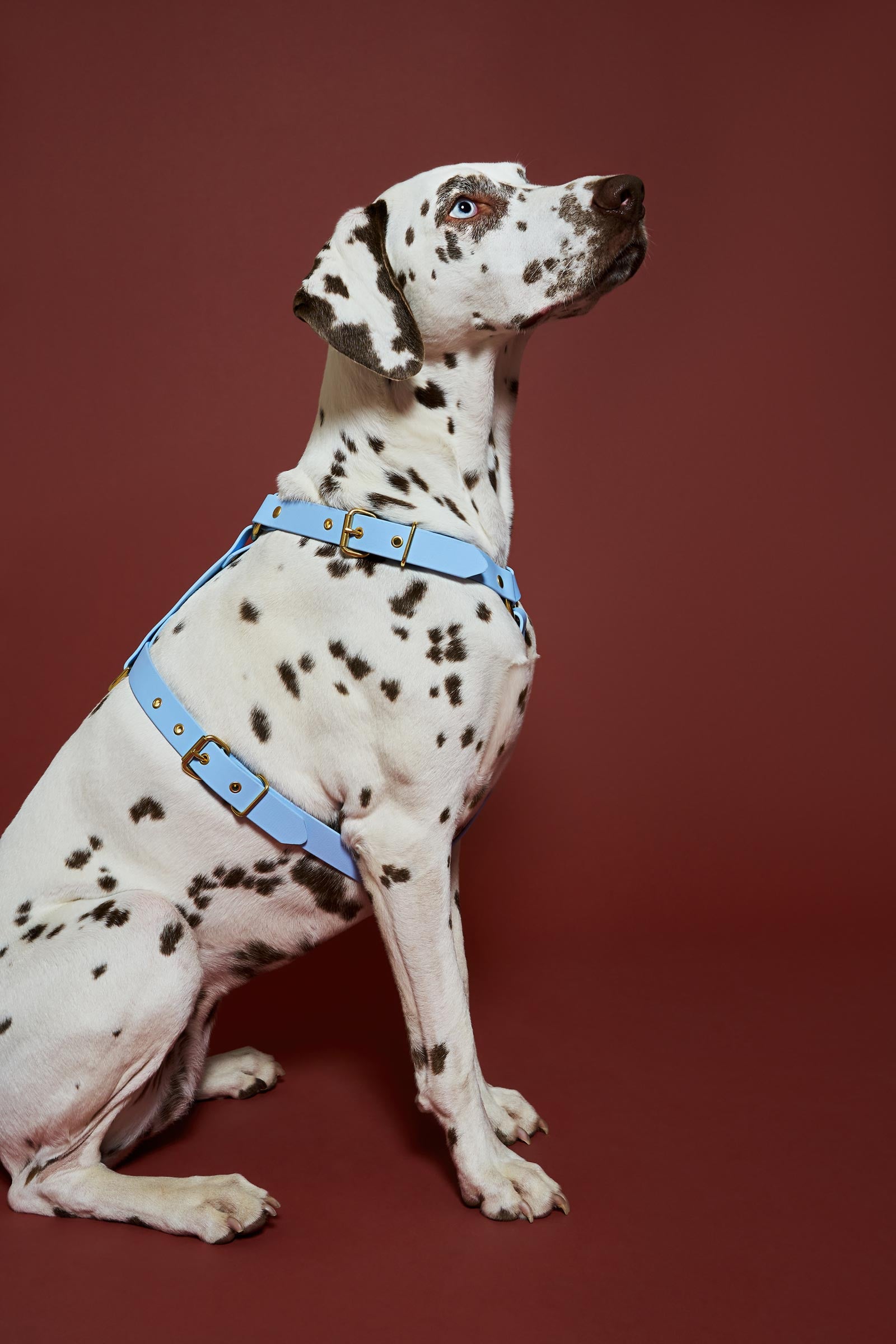 Harnais Bleu Polaire