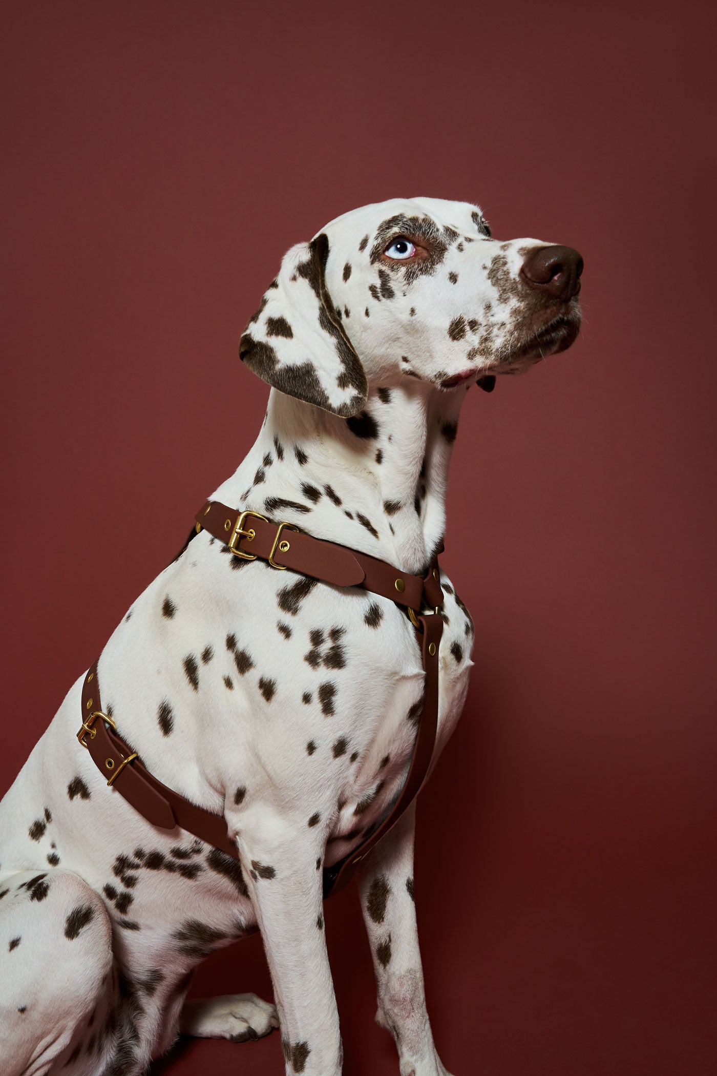 Harnais Brownie