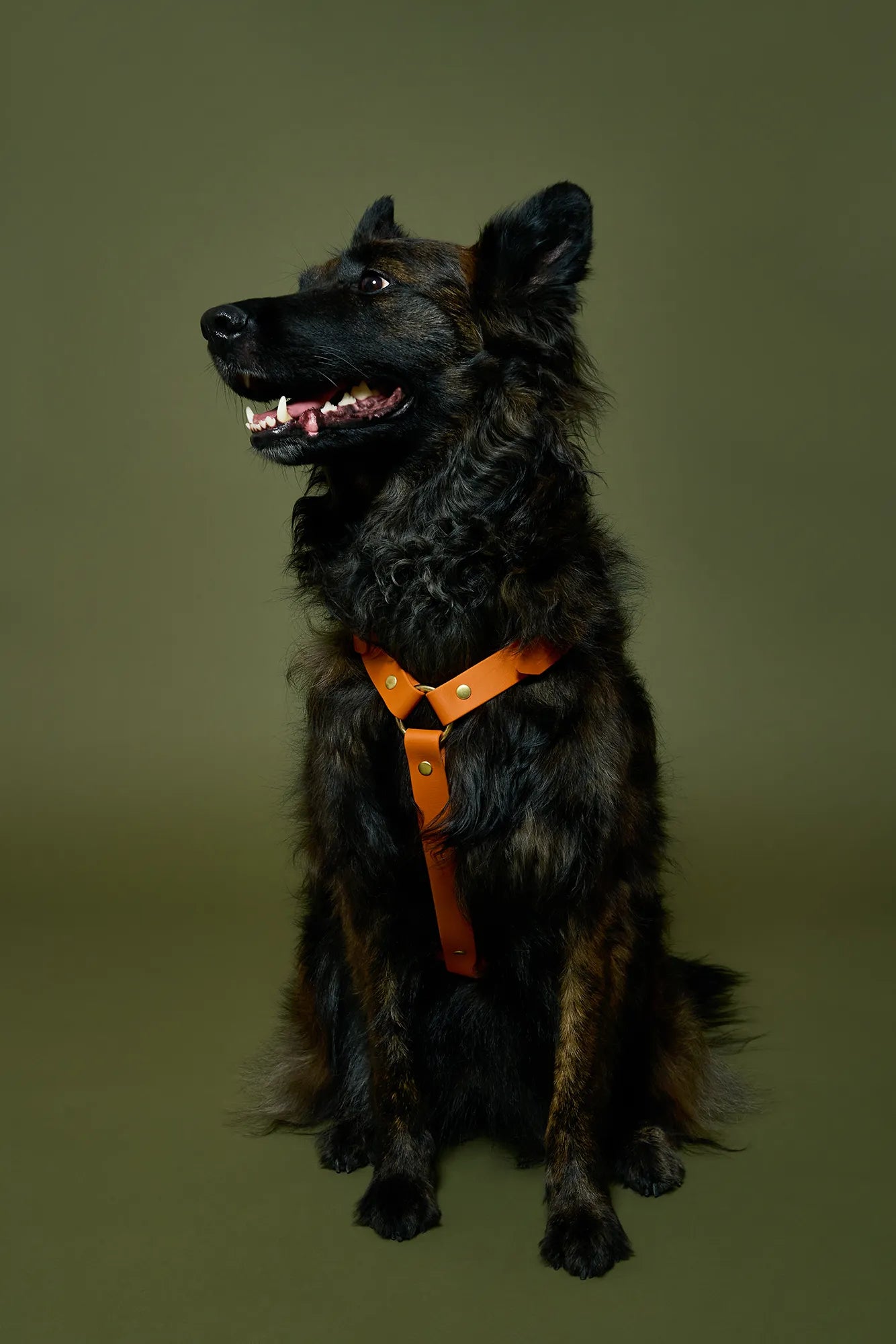 Harnais Tangerine