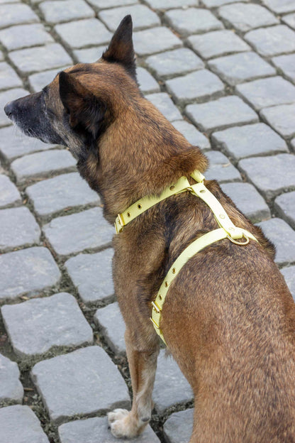 Harnais Jaune Pastel