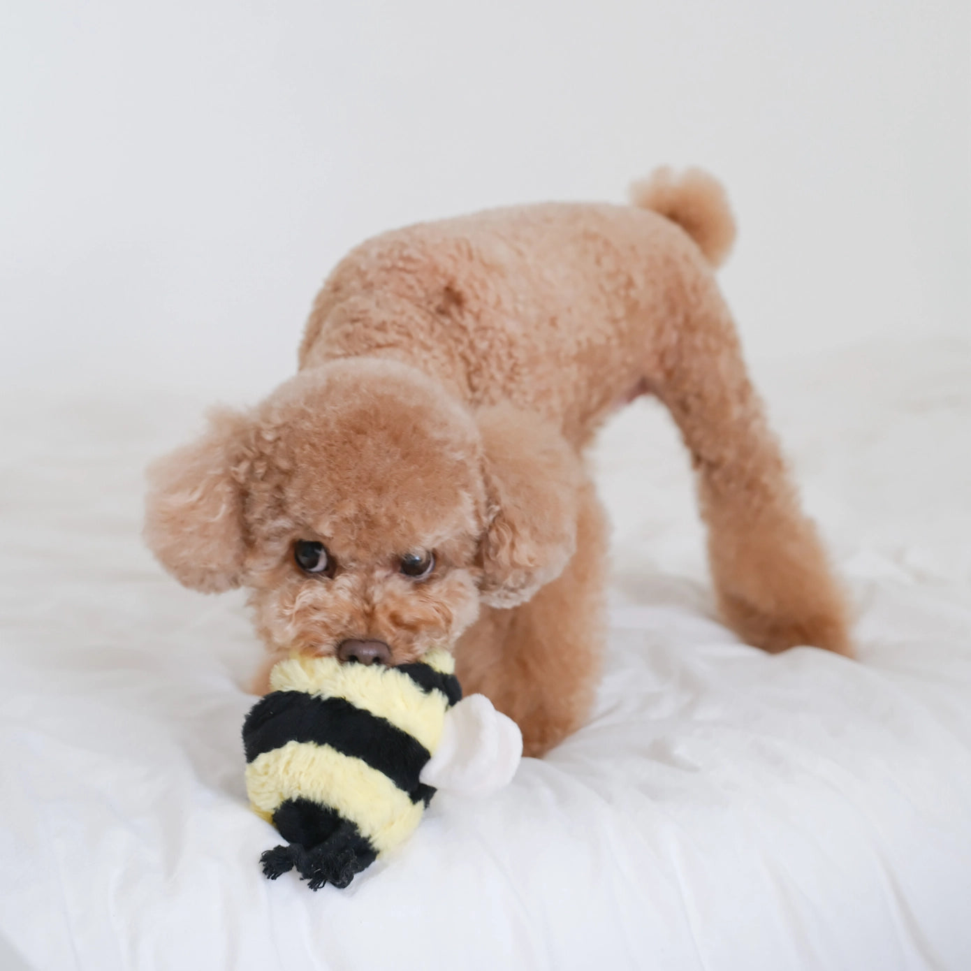 Abeille de fouille