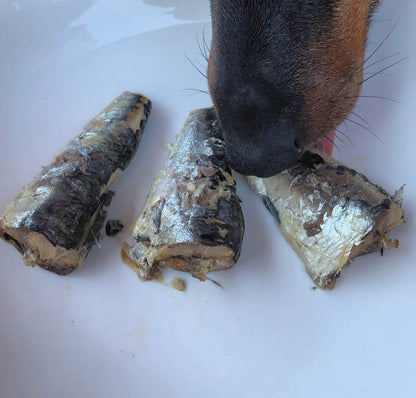Conserve de sardines