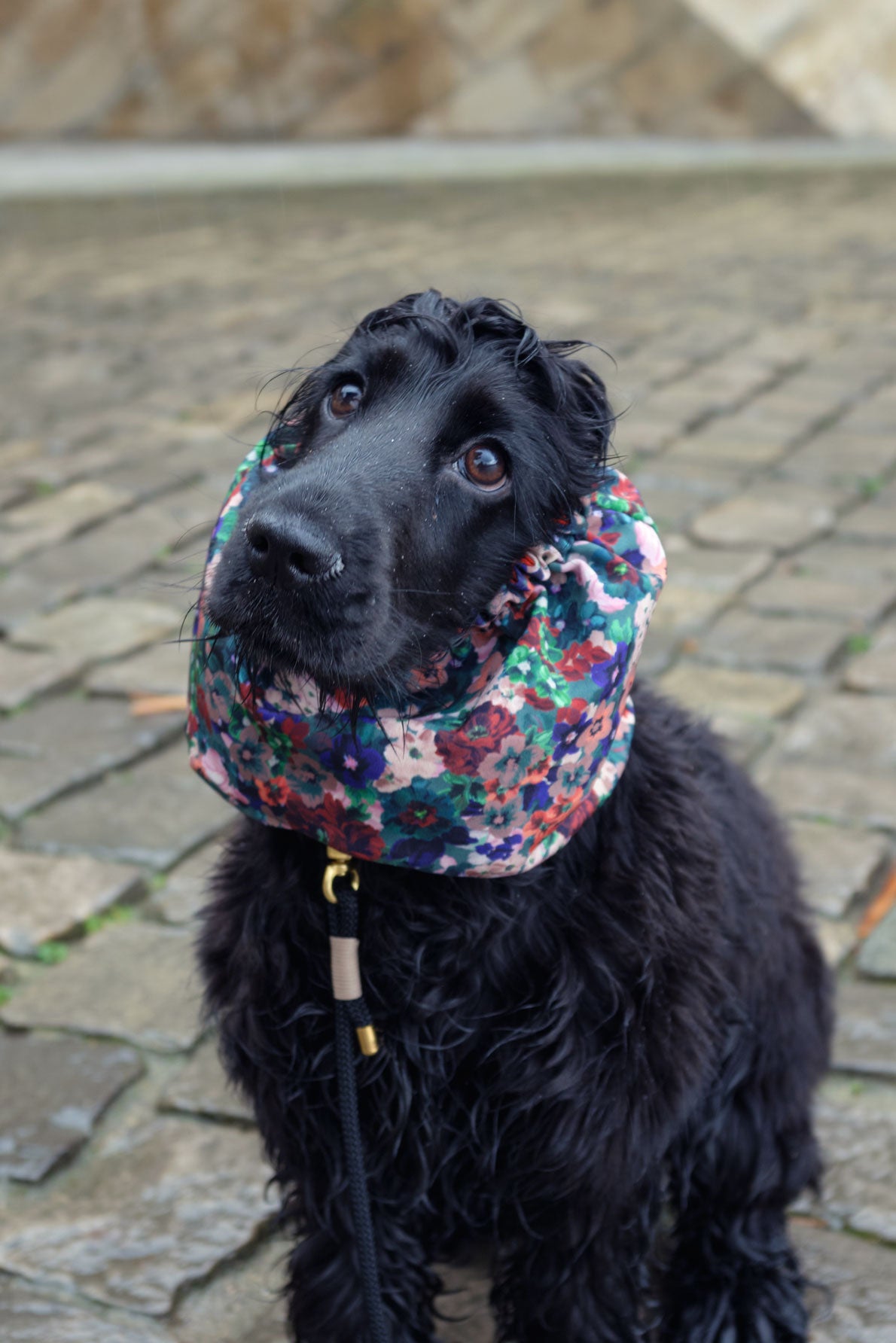 Une petite cocker noire pour un snood pour chien à fleurs