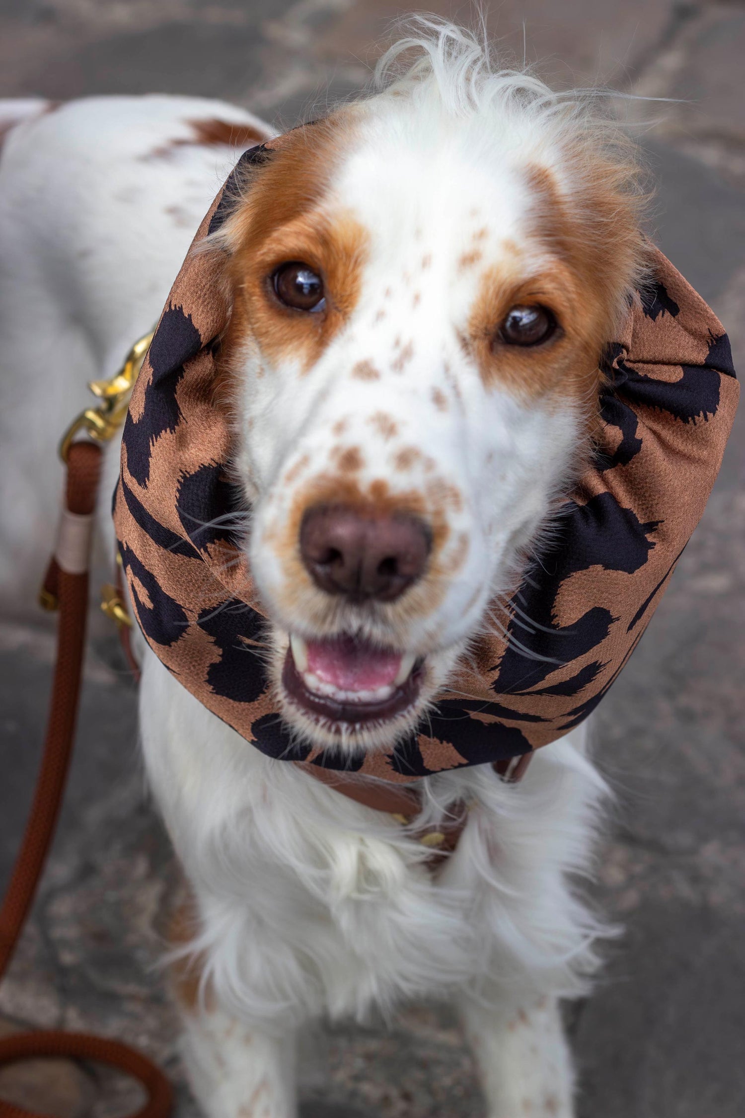 Snood Wild